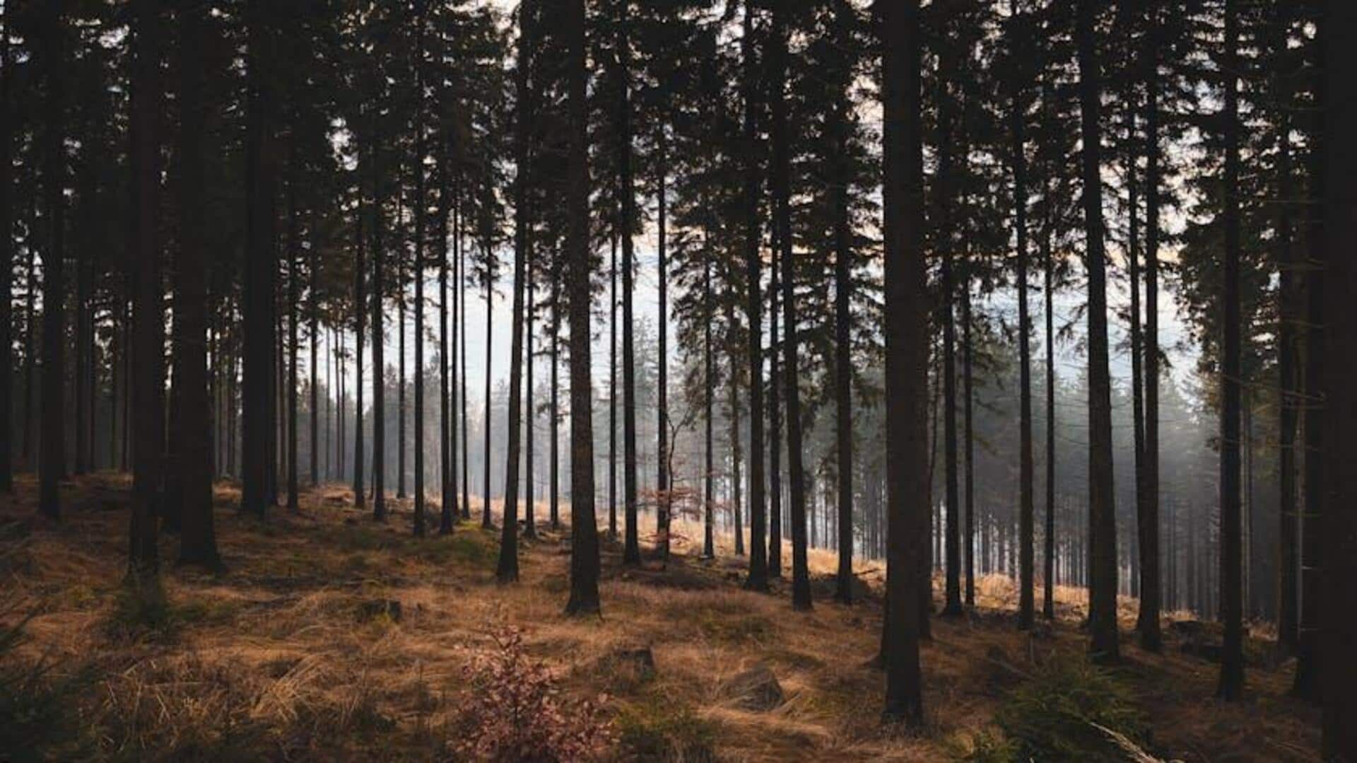 Lima Hutan Tenang di Polandia untuk Pelarian Relaksasi