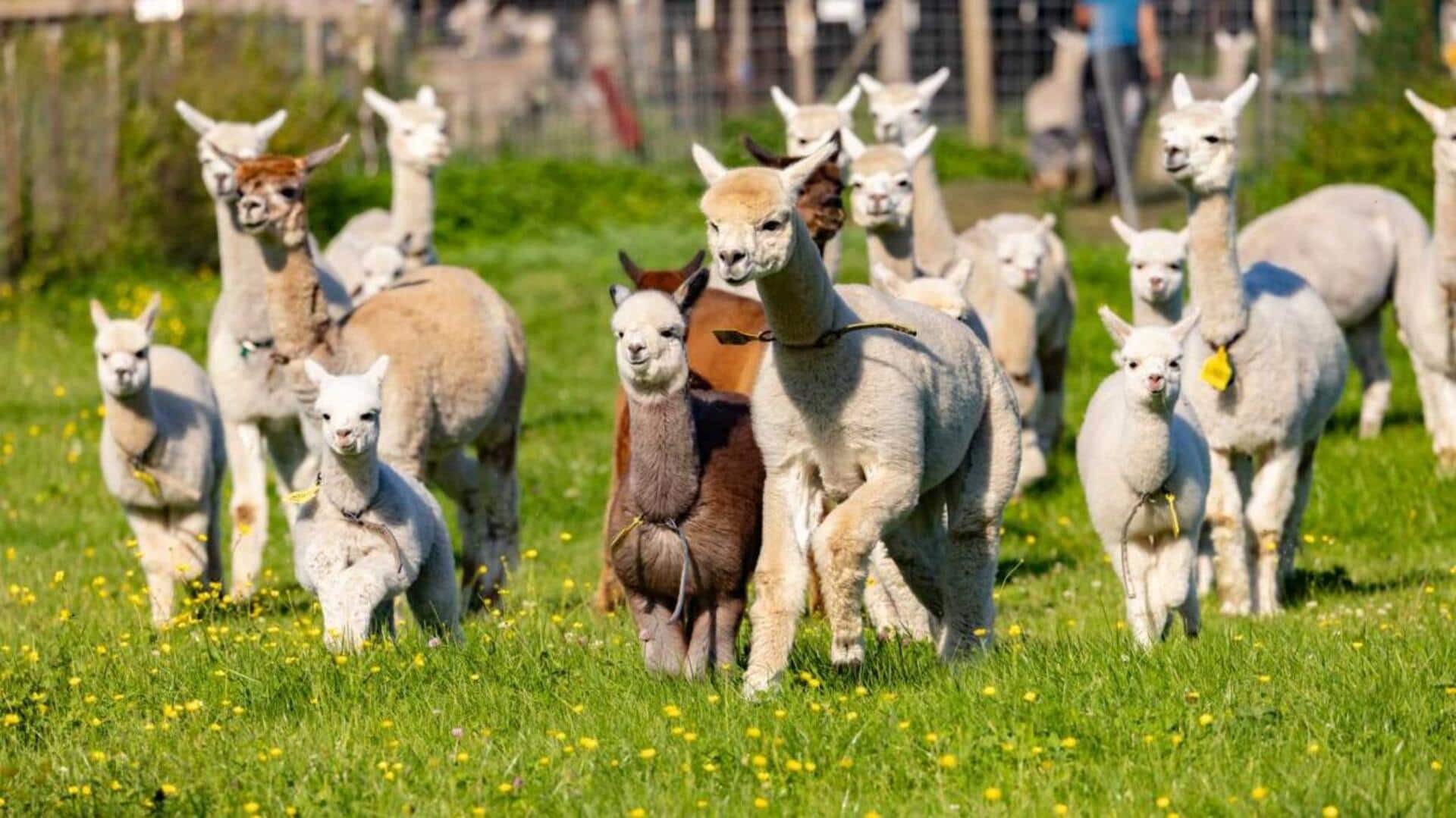 Tips untuk Menjaga Kesehatan Alpaka di Peternakan