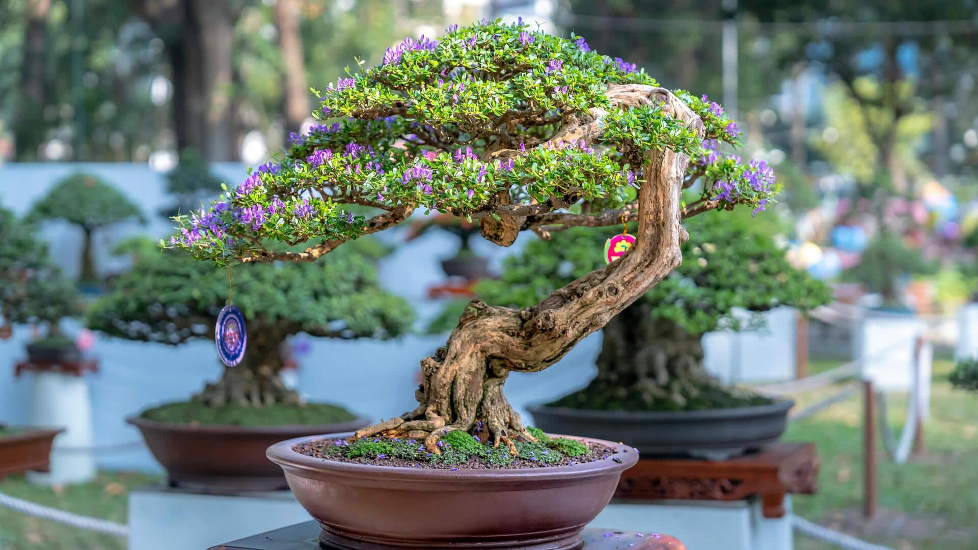 Merawat Bonsai: Tips Dasar untuk Pemula