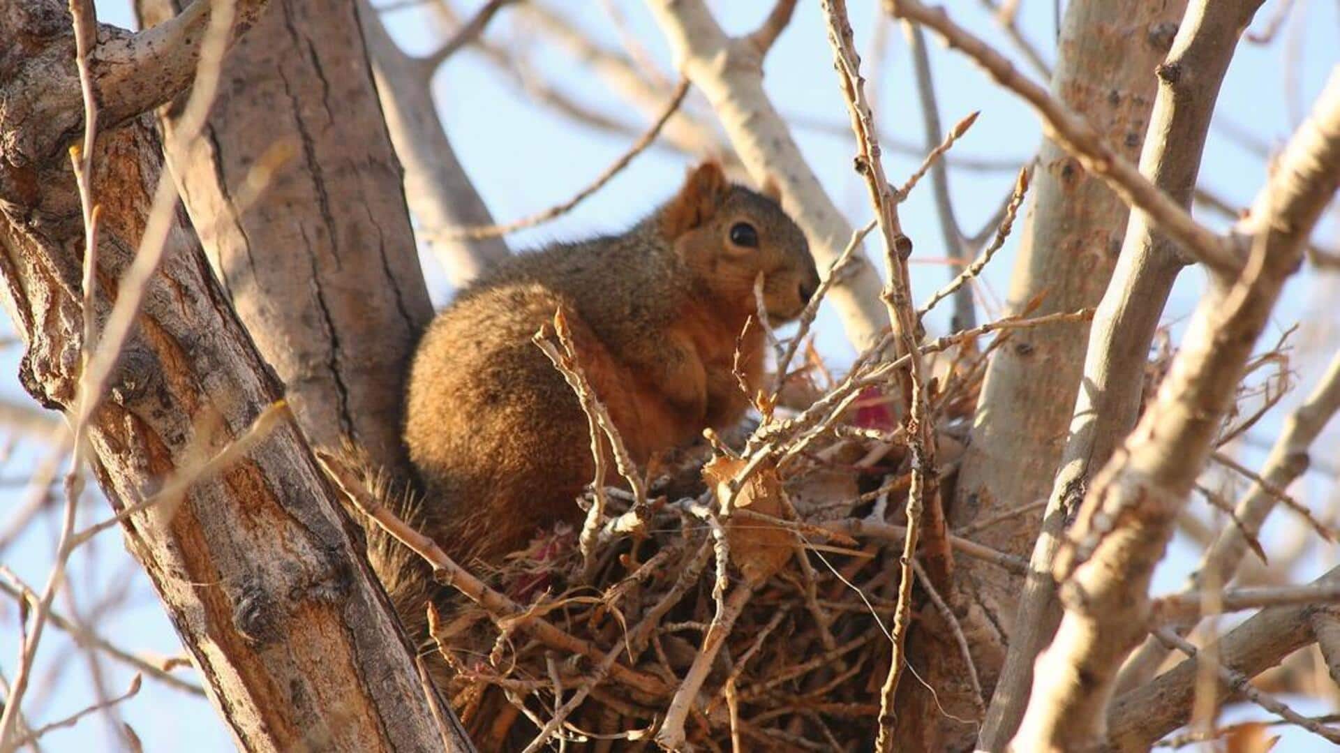 Lima Pertimbangan Penting Tupai dalam Memilih Sarang