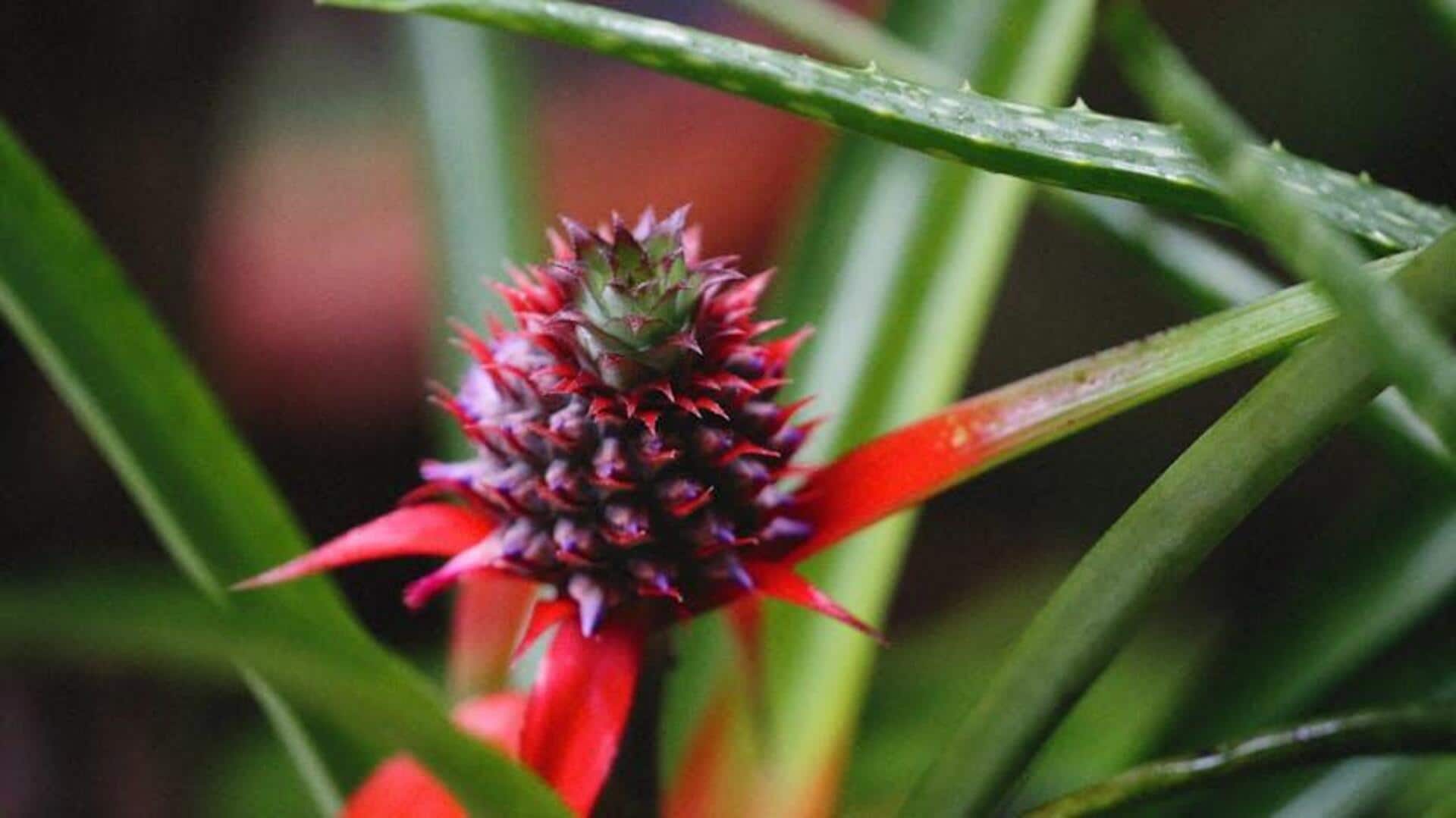 Sistem Hidratasi Unik Bromelia