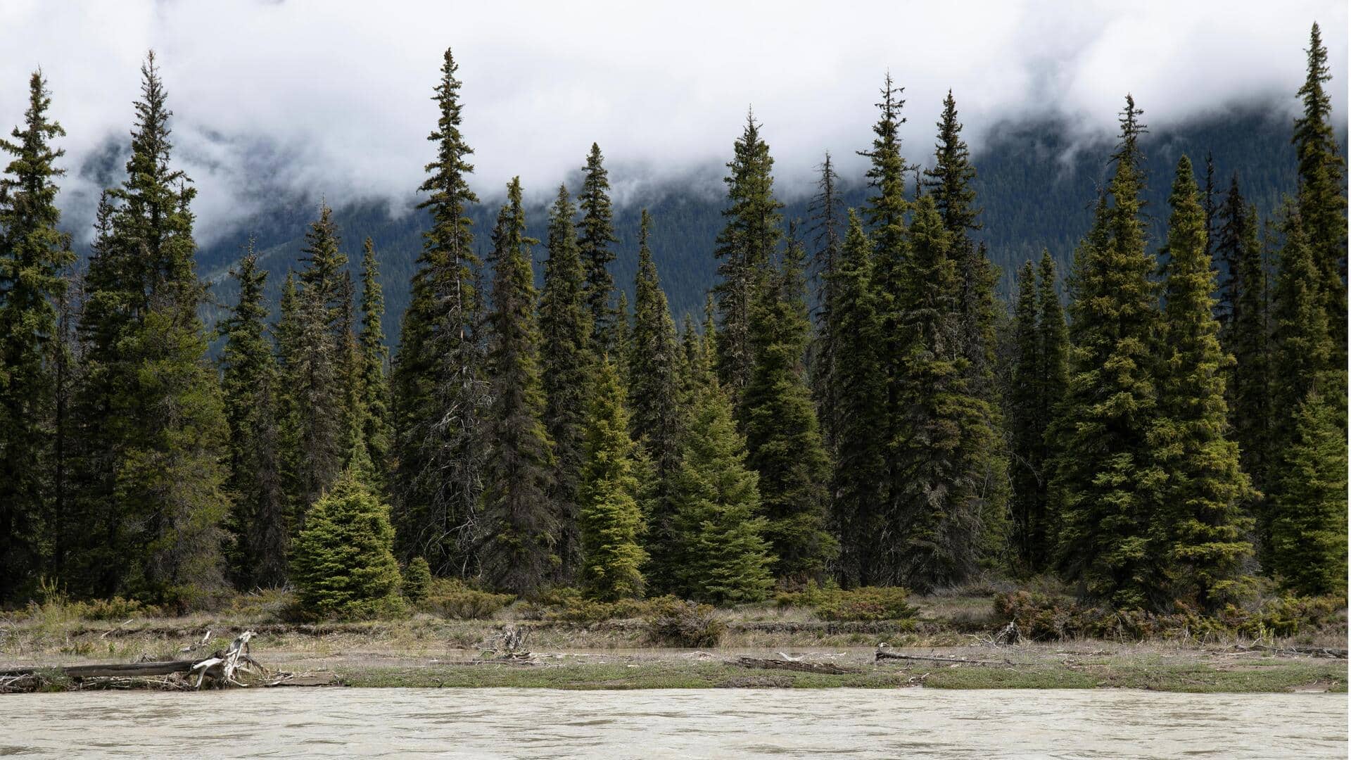 Jalur Indah Tersembunyi di Hutan Kanada