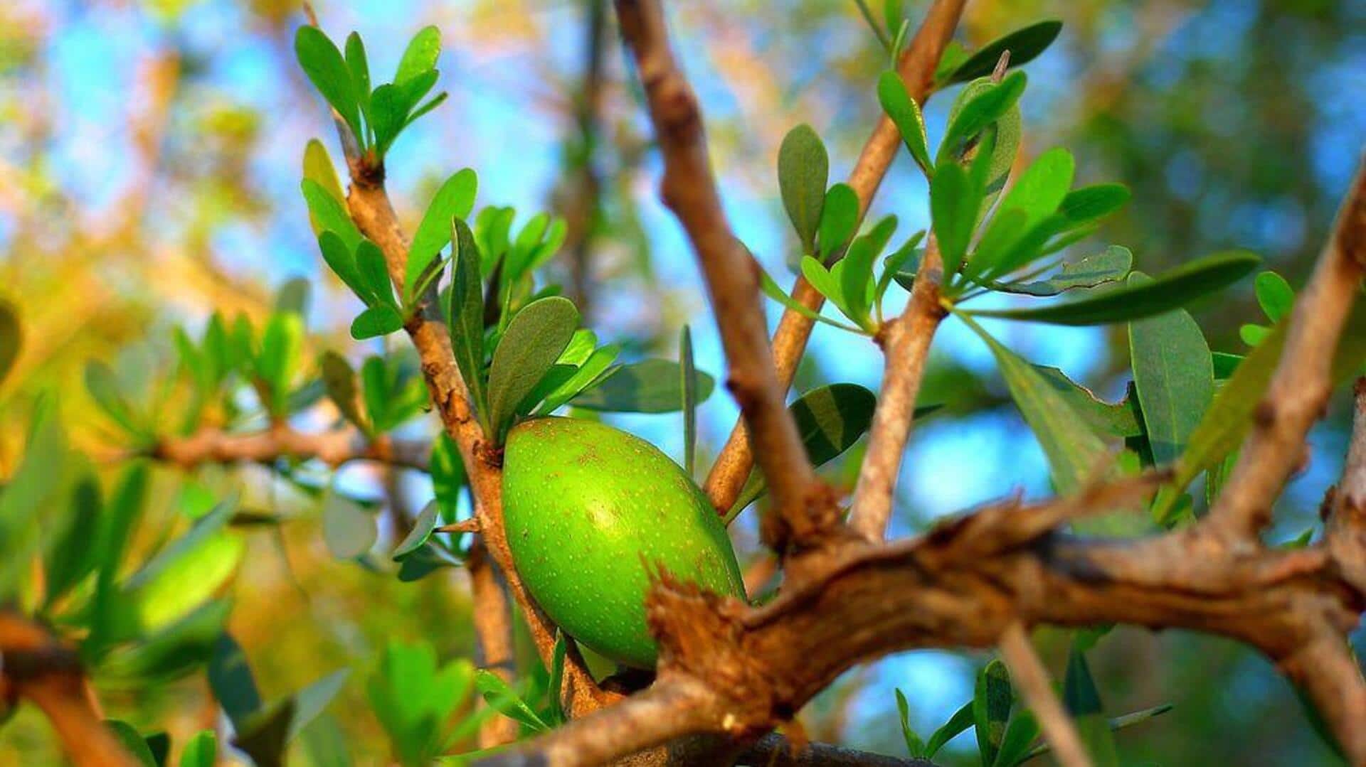 Memperbaiki penampilan kulit dengan minyak argan Memperbaiki penampilan kulit dengan minyak argan