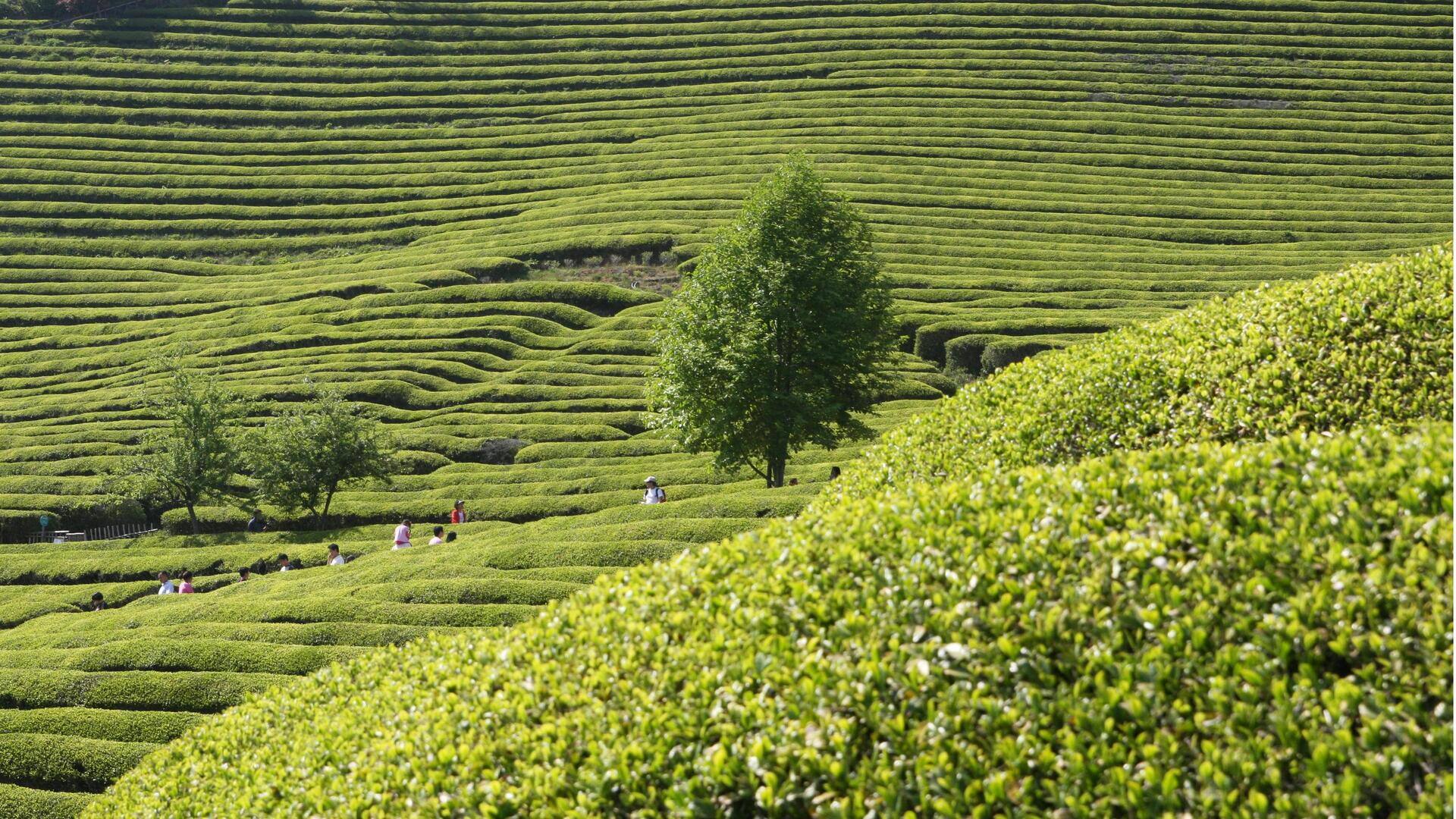 Menjelajahi Perkebunan Teh di Boseong, Korea Selatan