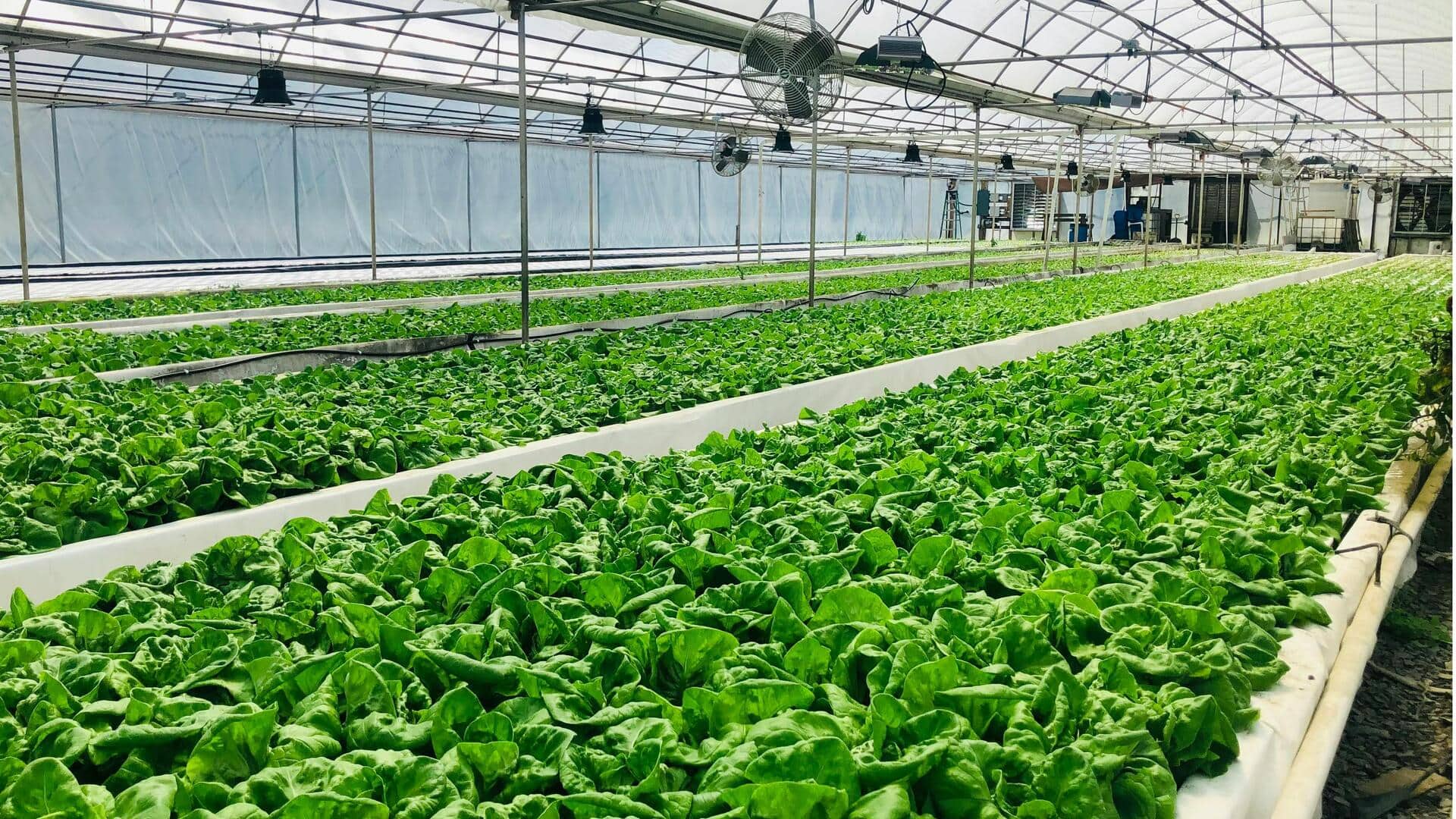 Revolusi Hidroponik dalam Pertanian Perkotaan