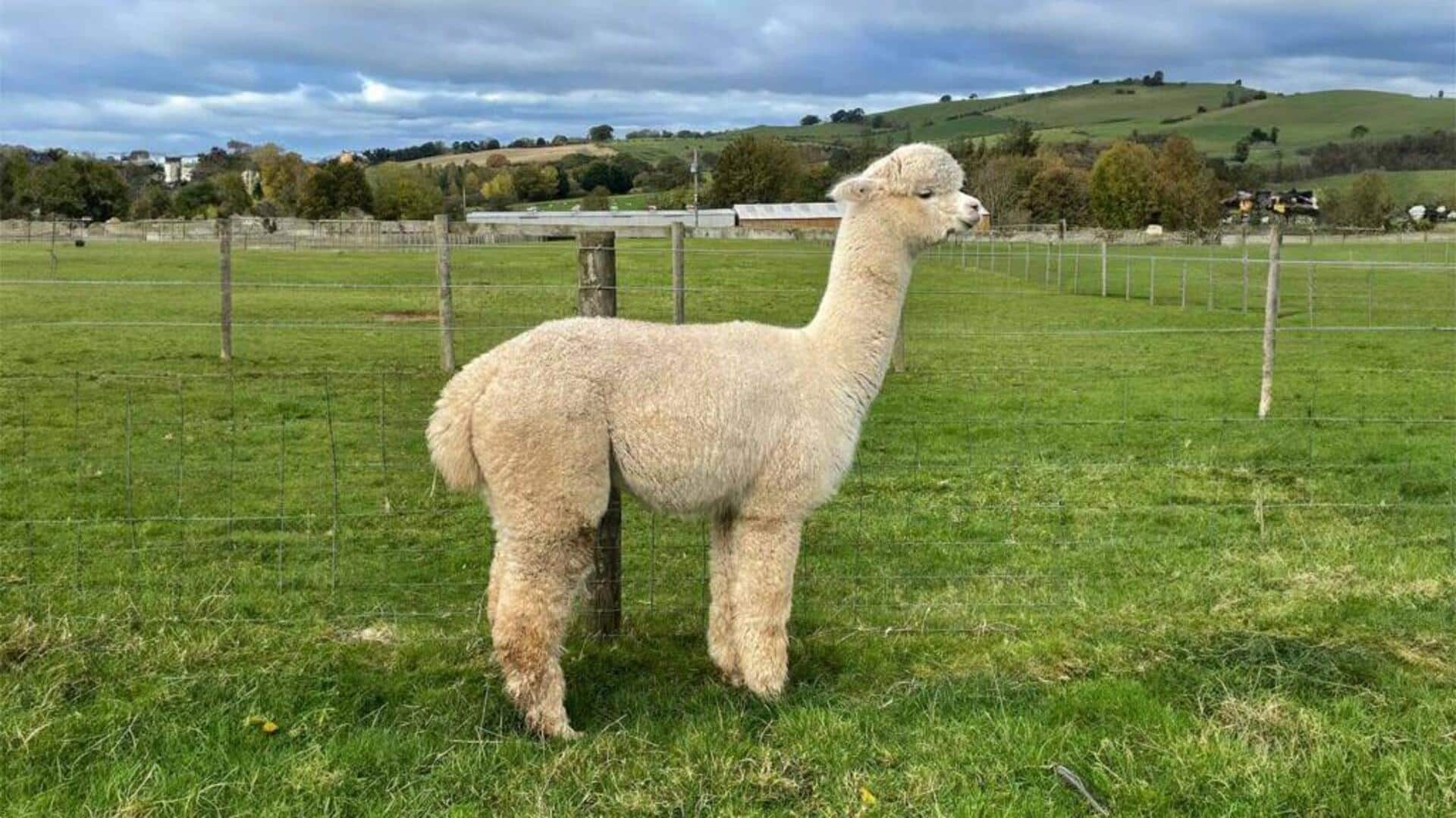 Fakta Menarik tentang Bahasa Ekor Alpaka