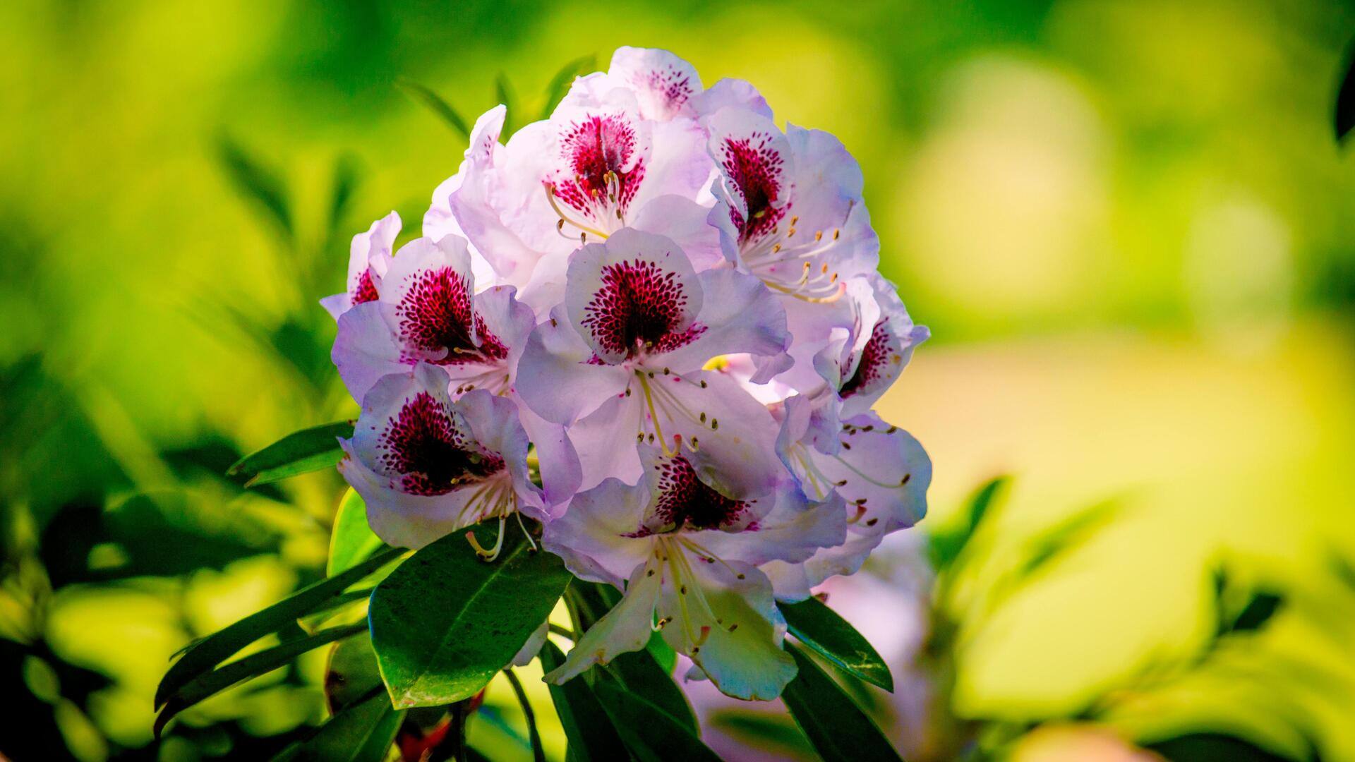 Lima Tips Menumbuhkan Rhododendron di Iklim Tropis