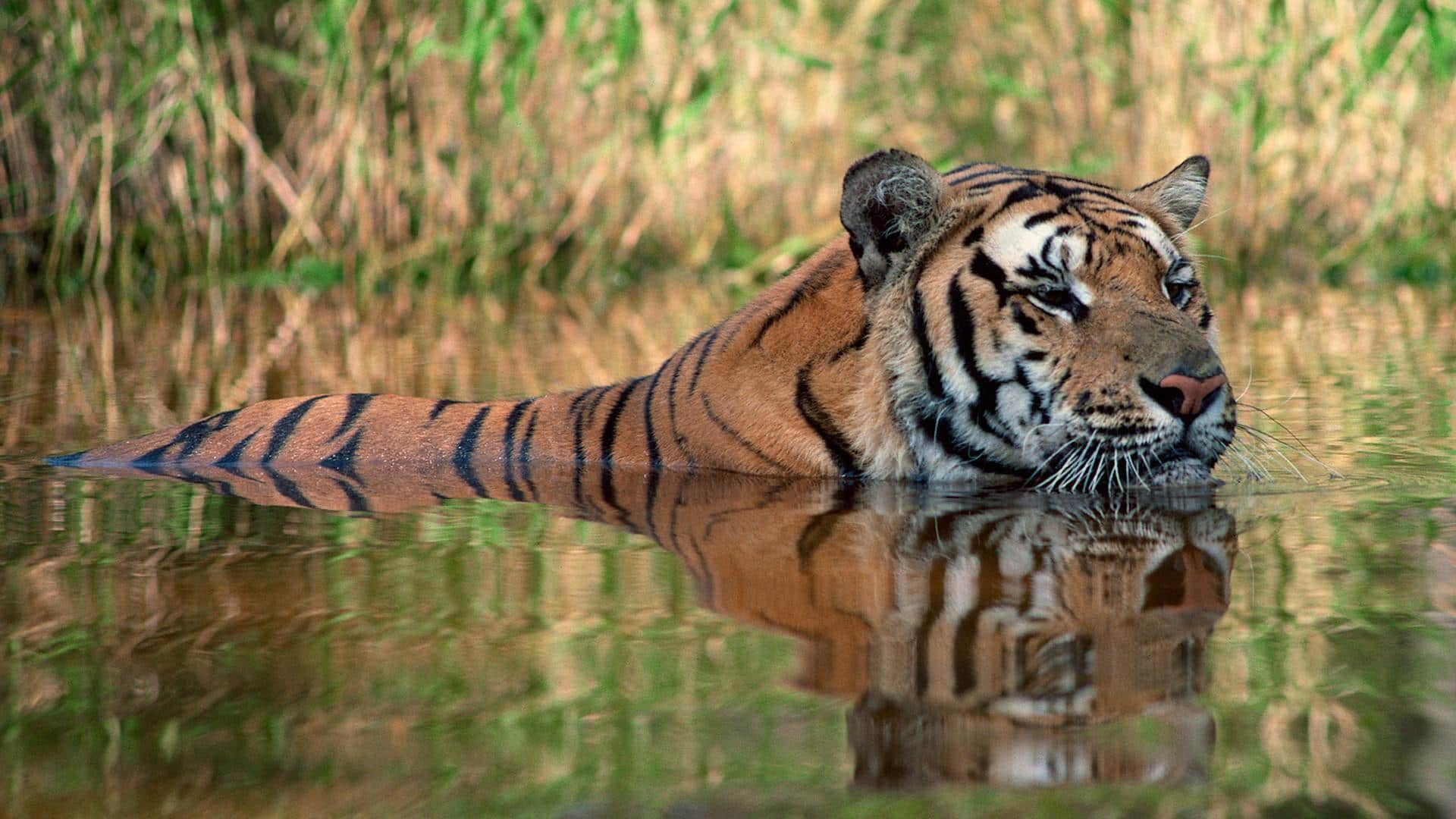 Mengungkap Rahasia Keterampilan Harimau dalam Mencari Mangsa di Air