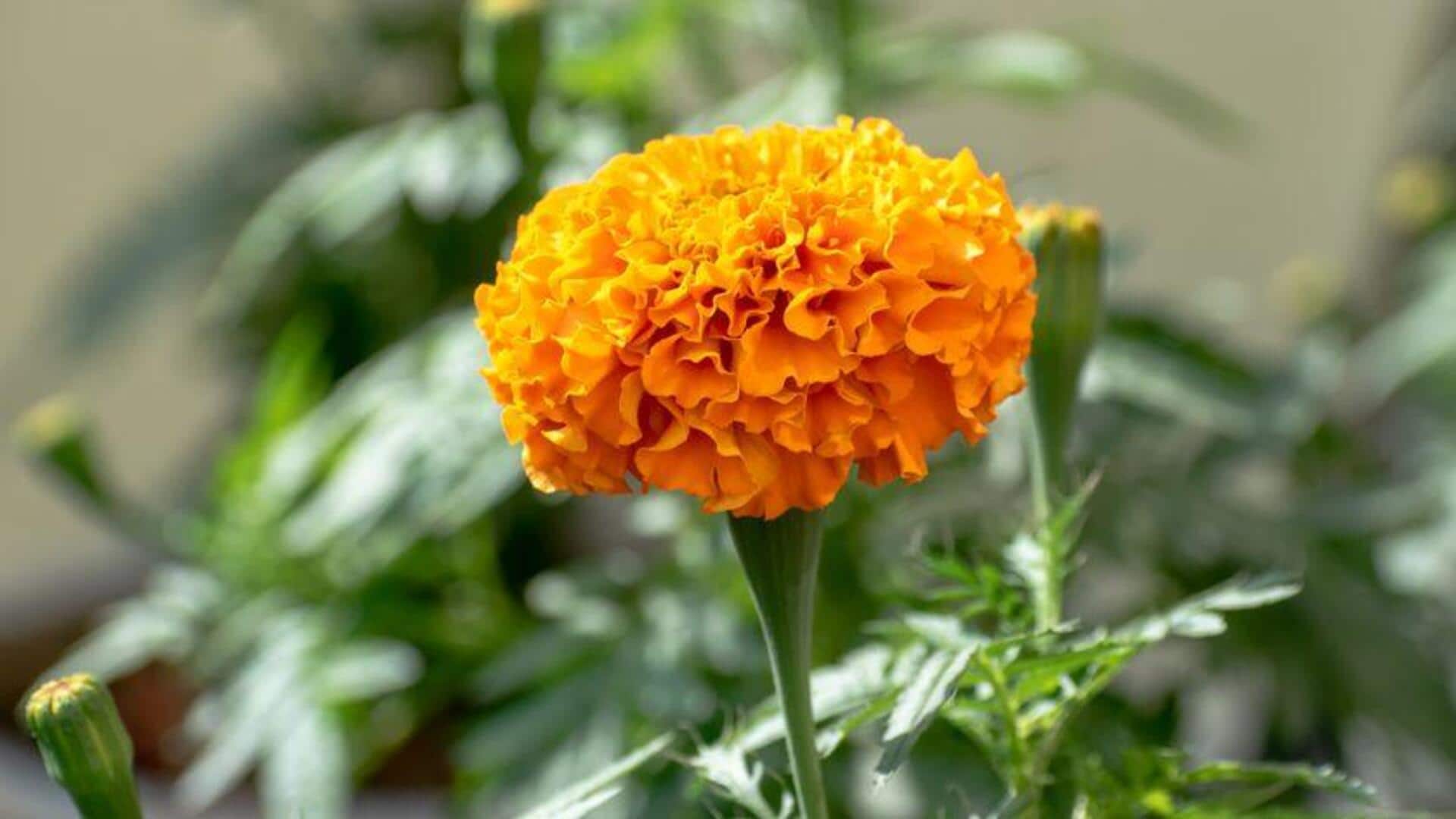 Rahasia agar Marigold Tumbuh dengan Warna yang Menarik