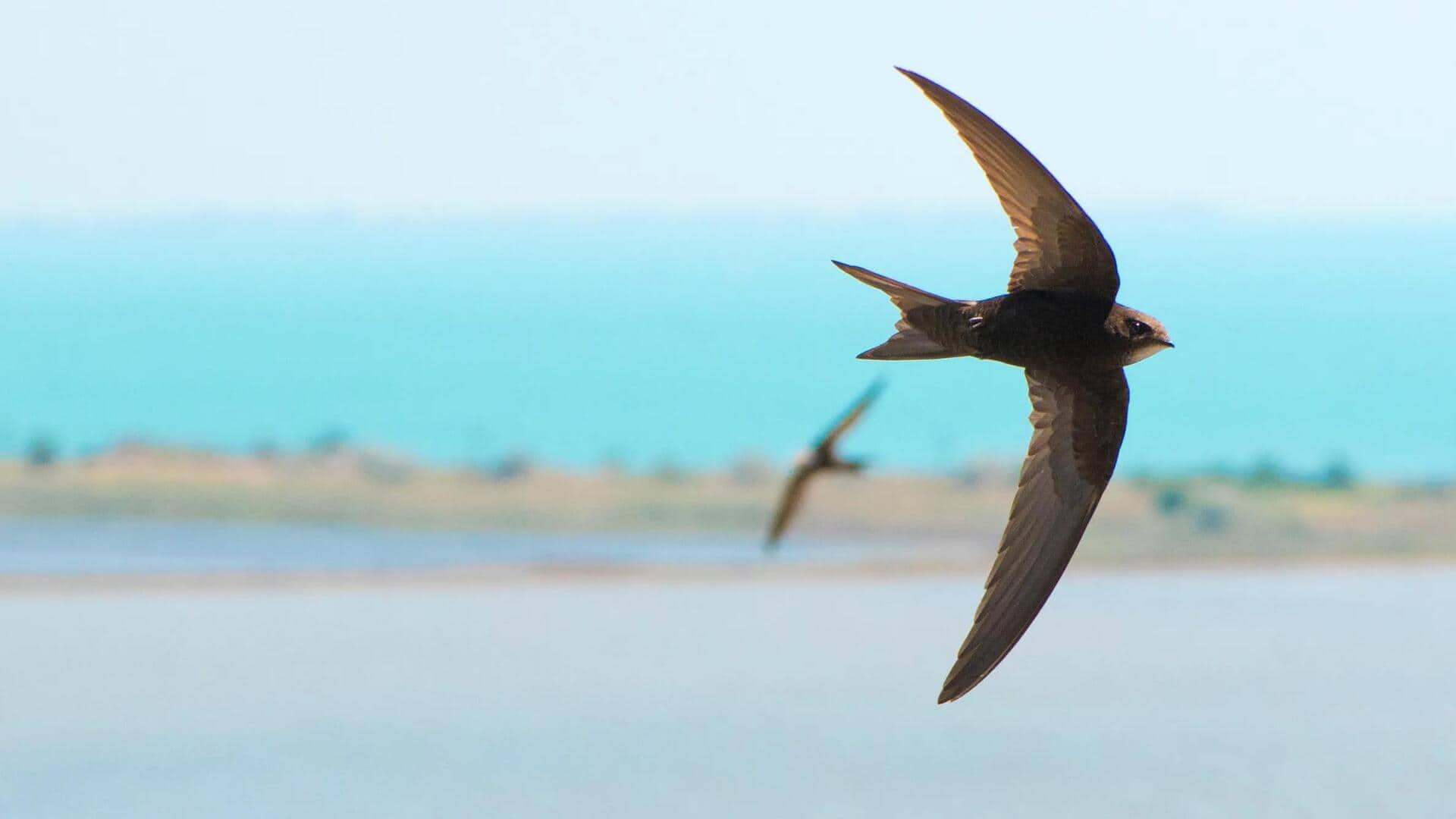 Mengungkap Lima Misteri yang Menarik tentang Burung Swift 