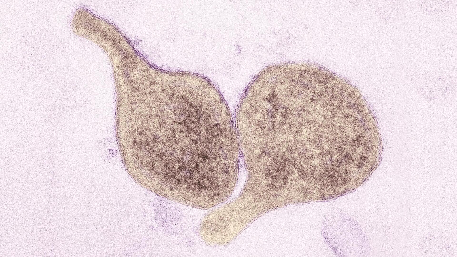 Lima Bakteri Terkecil yang Pernah Ditemukan