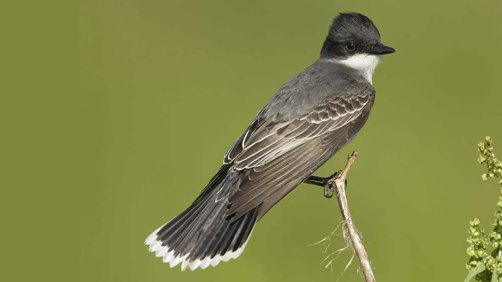 Mempelajari Pola Ekor Kingbird yang Menarik