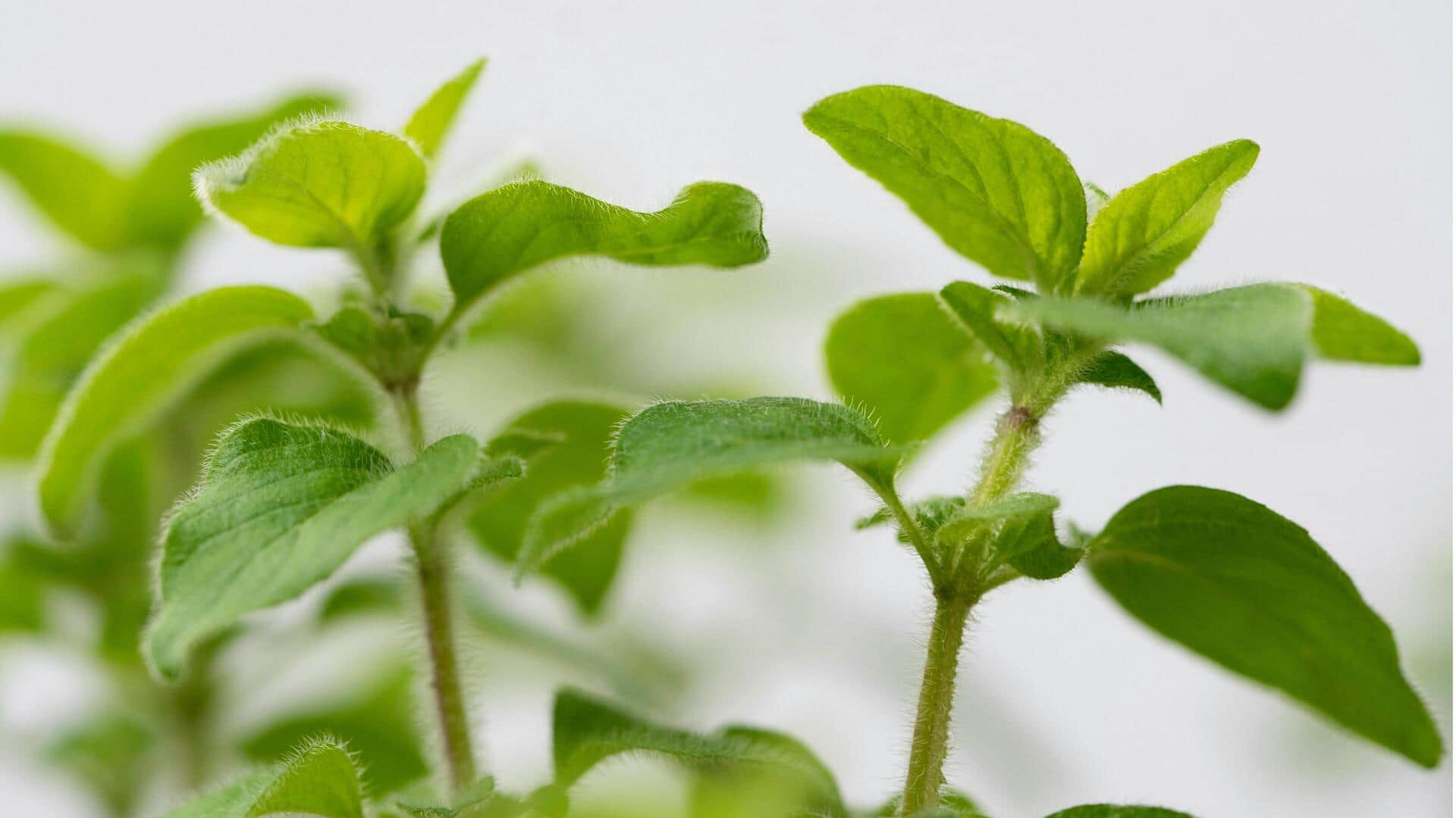 Manfaat Tak Terduga Menanam Marjoram di Rumah