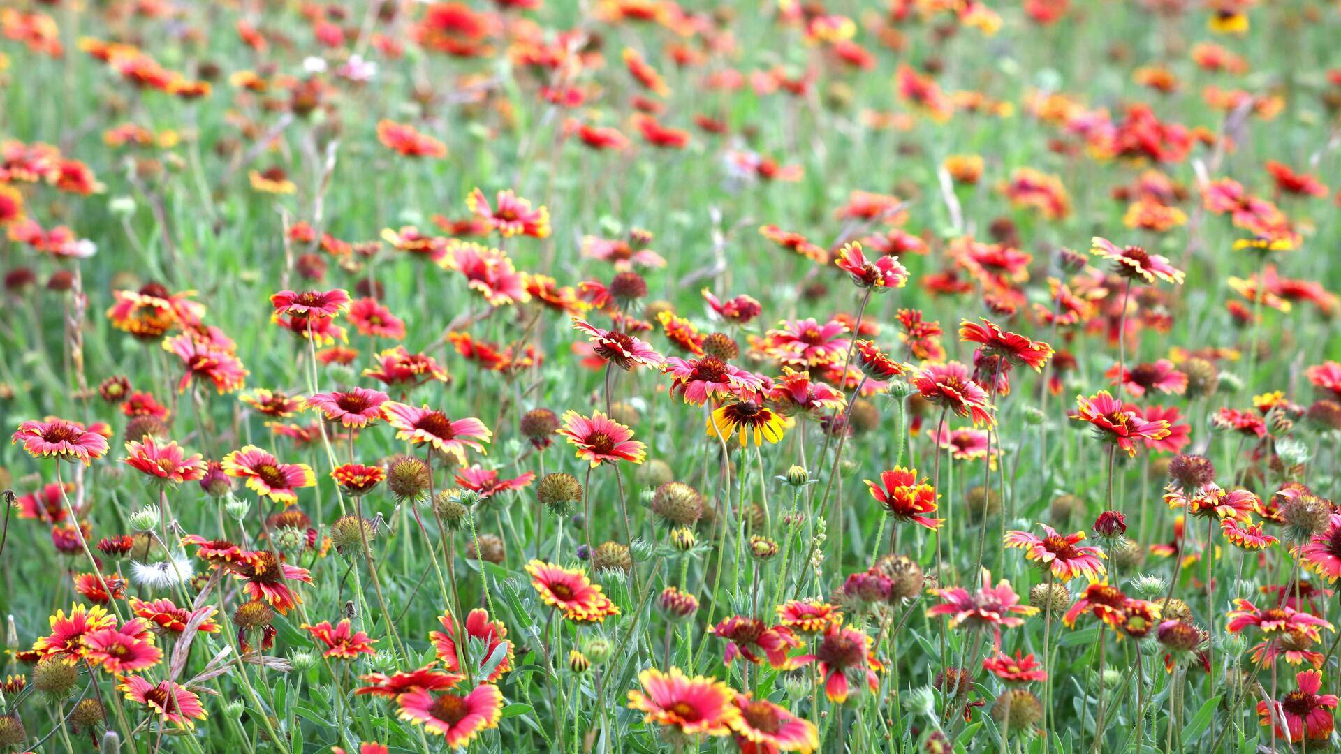 Cara Membuat Padang Bunga Liar Sendiri