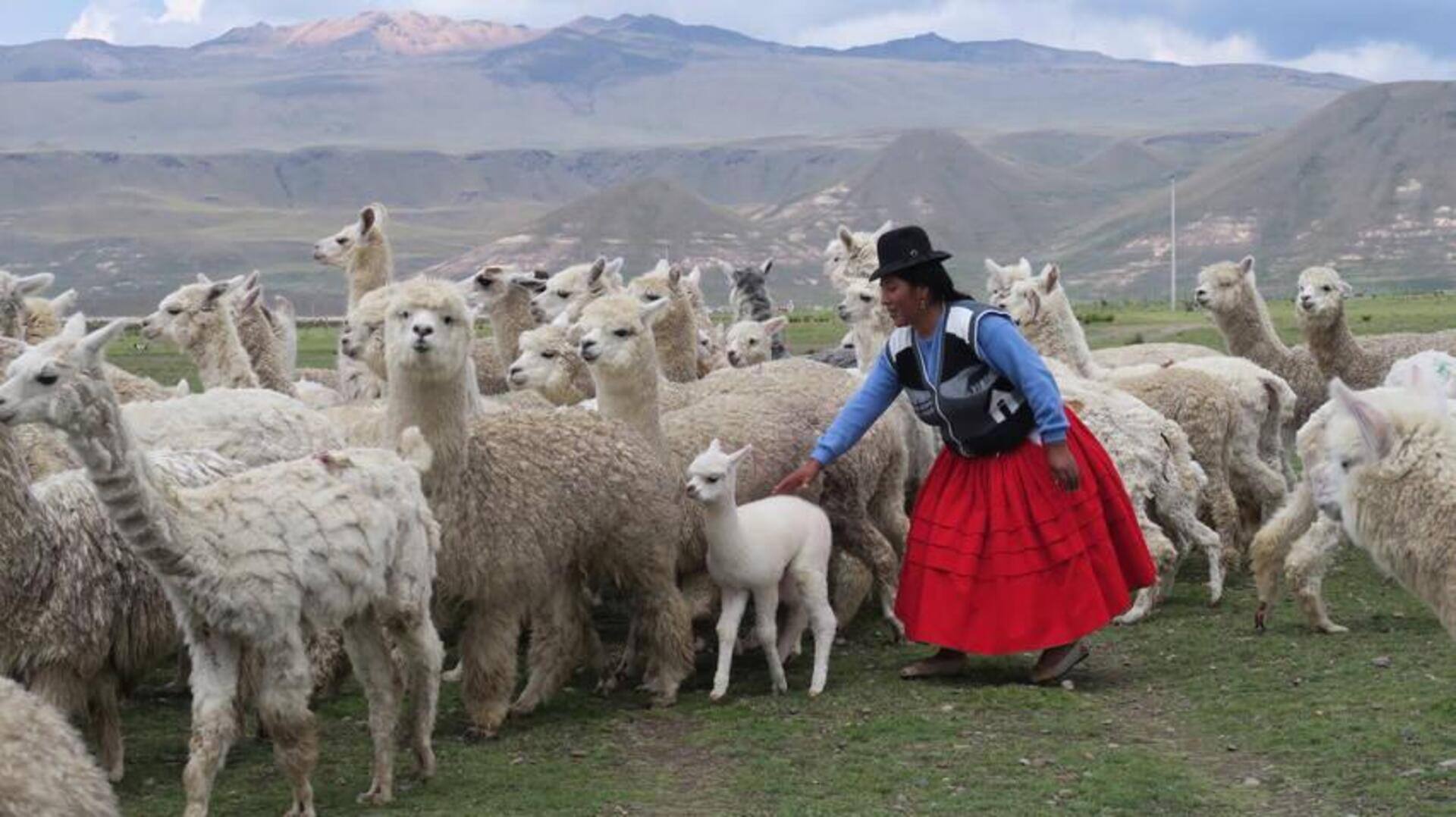 Mengungkap Persahabatan yang Menarik antara Alpaka dan Manusia