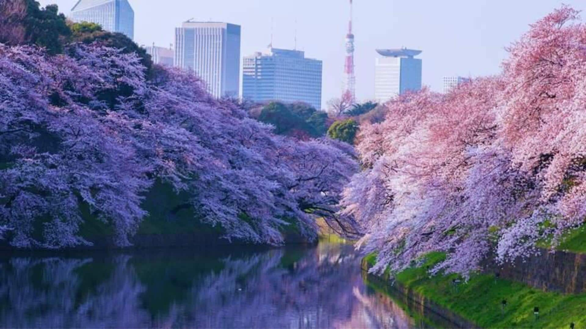 Lokasi Pilihan Untuk Menyaksikan Bunga Sakura Di Tokyo