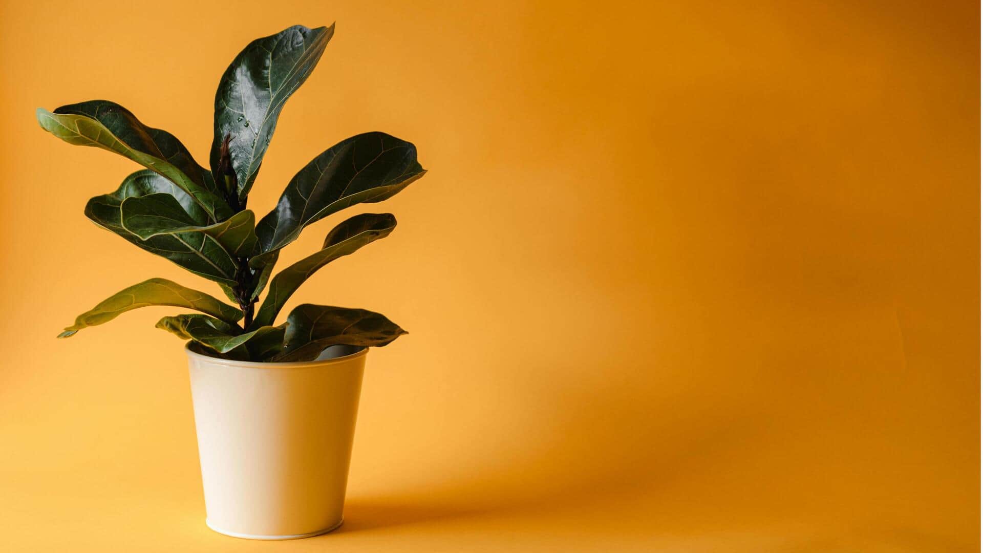 Cara Mengatasi Pohon Ara Biola yang Susah Diatur