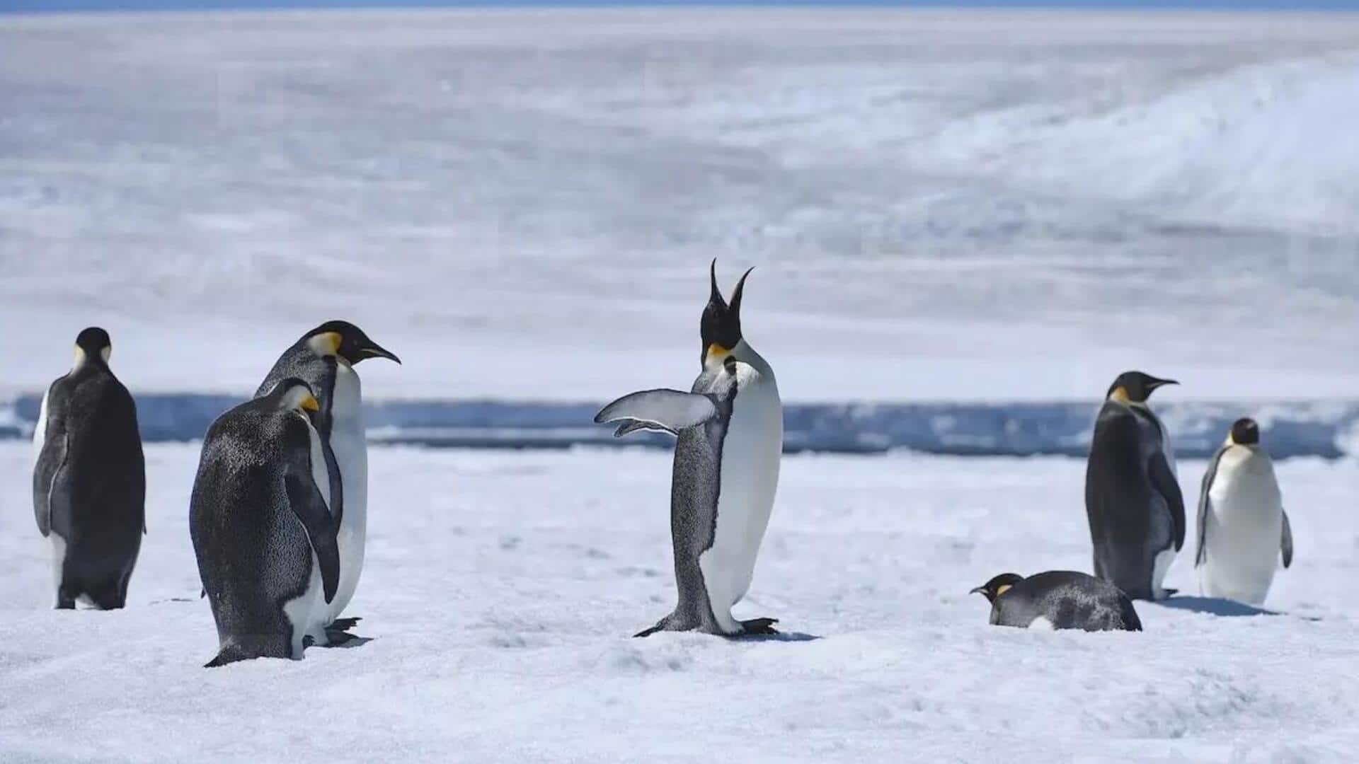 Menjelajahi Cara Komunikasi Penguin yang Tak Terduga