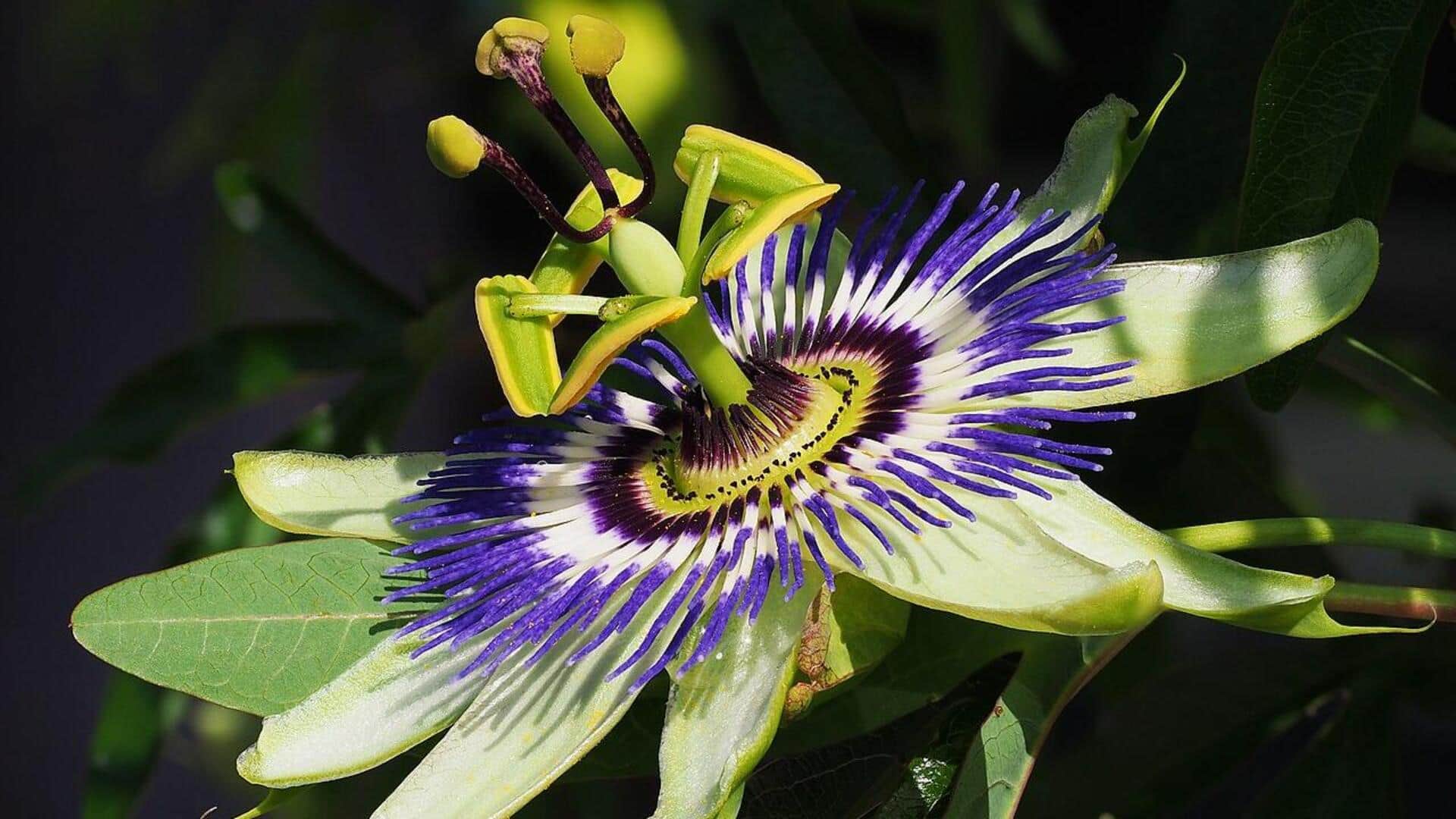 Cara Menanam dan Merawat Bunga Markisa yang Subur