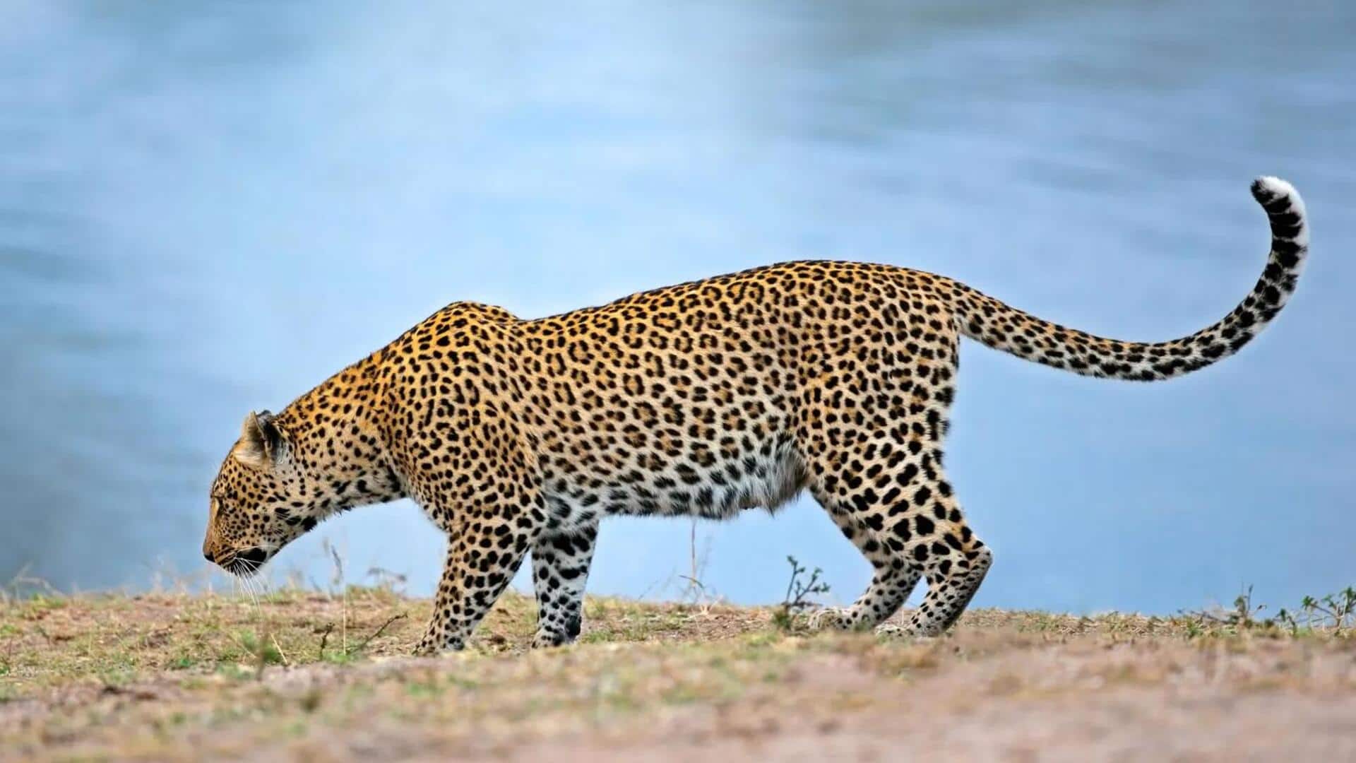 Mengungkap Wawasan Berharga dari Jejak Kaki Macan Tutul