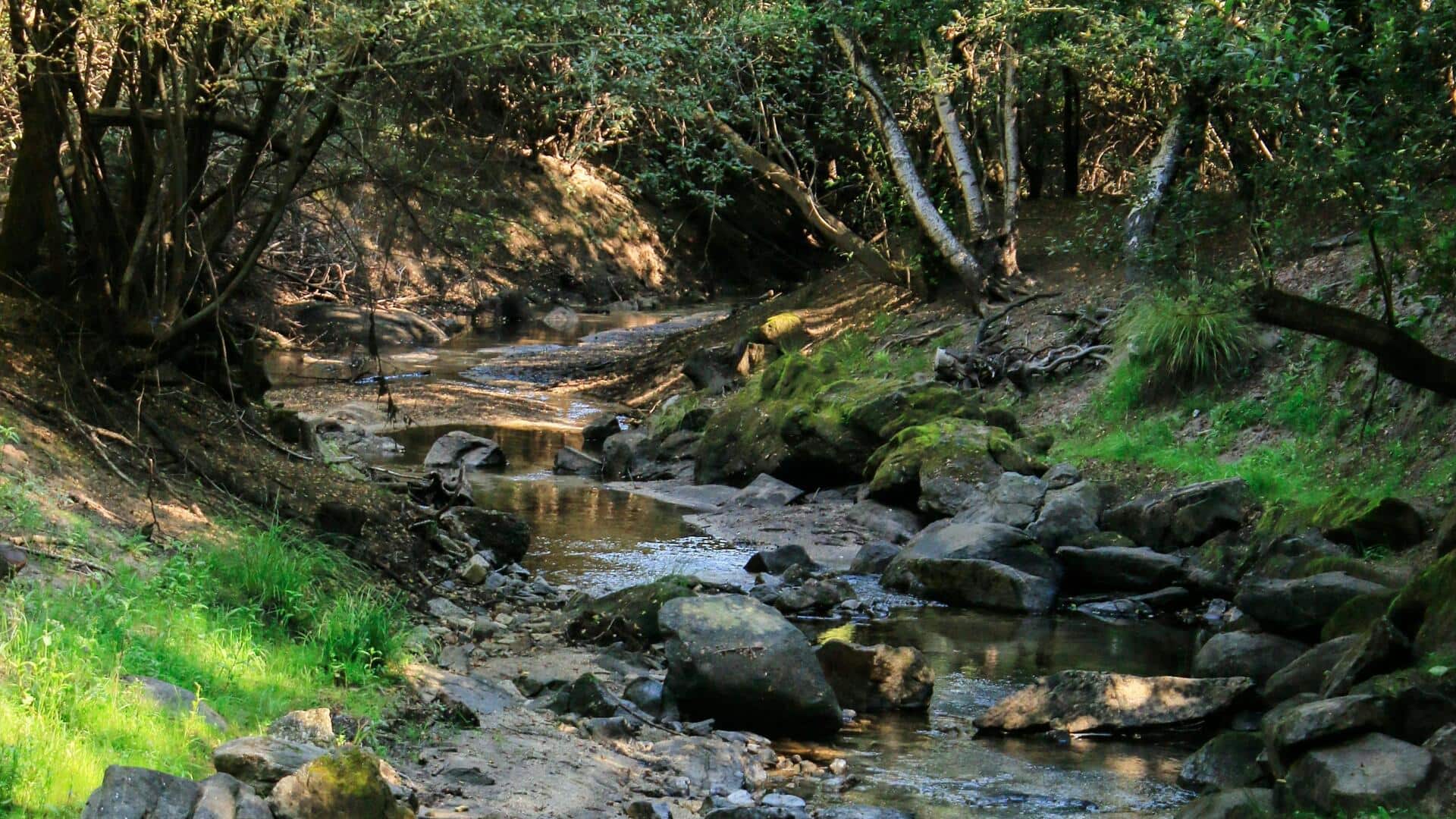 Jalur Hutan Galicia yang Menenangkan di Spanyol