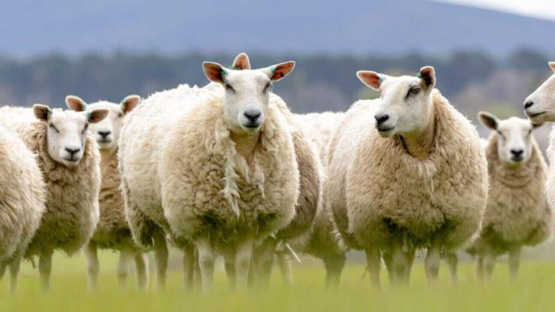 Insting Unik Domba dalam Menghadapi Perubahan Lingkungan