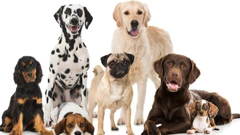 Ras Anjing Paling Populer Di Kalangan Pemilik Hewan Peliharaan