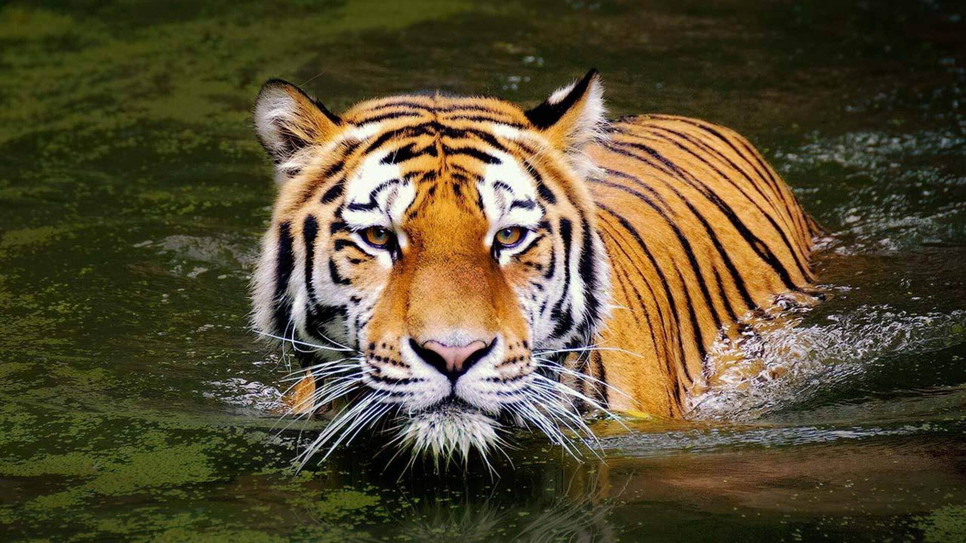 Cara Harimau Menjaga Suhu Tubuh di Cuaca yang Panas