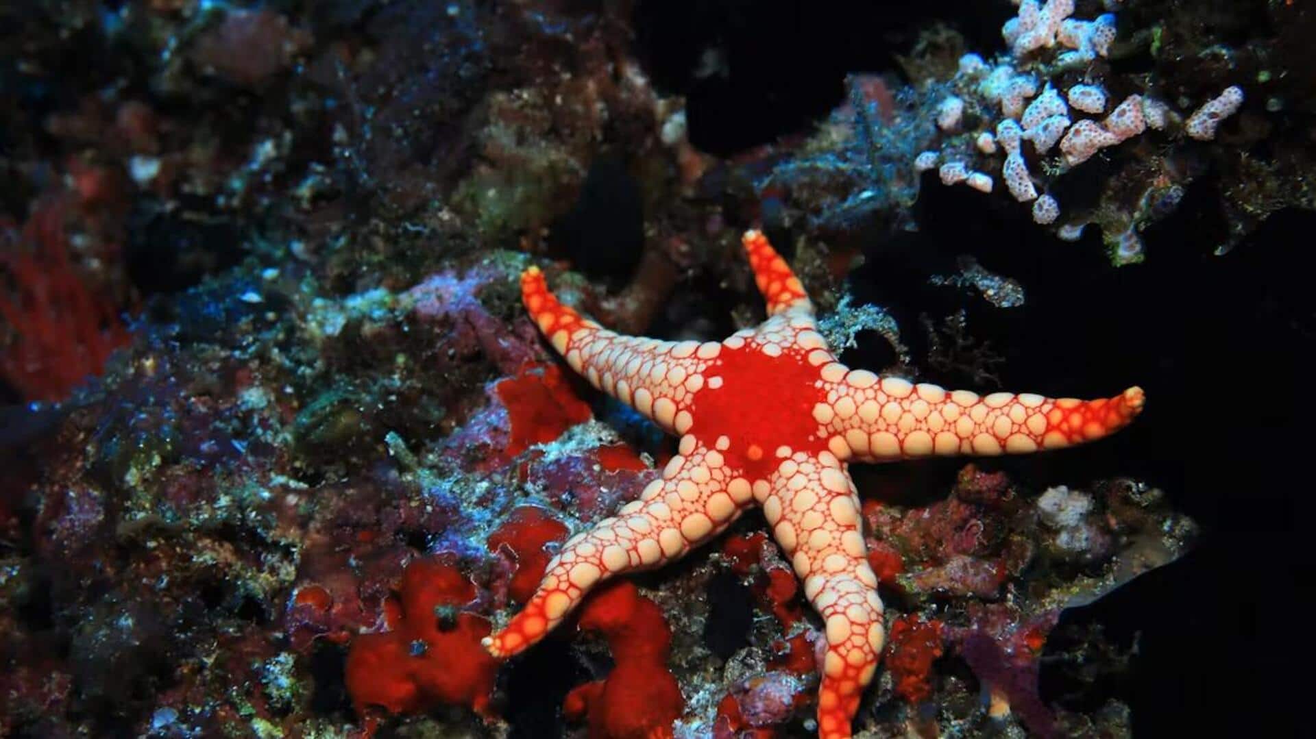 Mengungkap Perilaku Bintang Laut yang Kaya Warna di Habitat Alaminya Mengungkap Perilaku Bintang Laut yang Kaya Warna di Habitat Alaminya