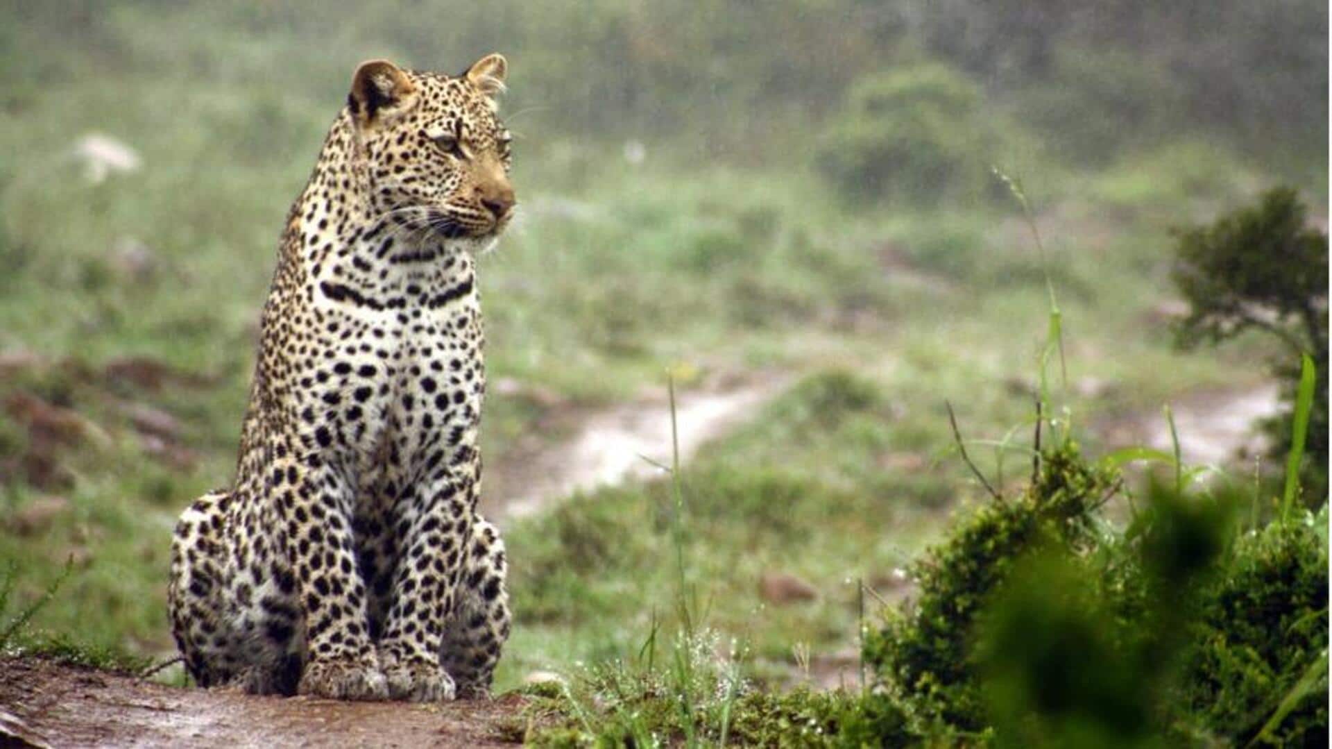 Perilaku Tak Terduga Leopard saat Musim Hujan