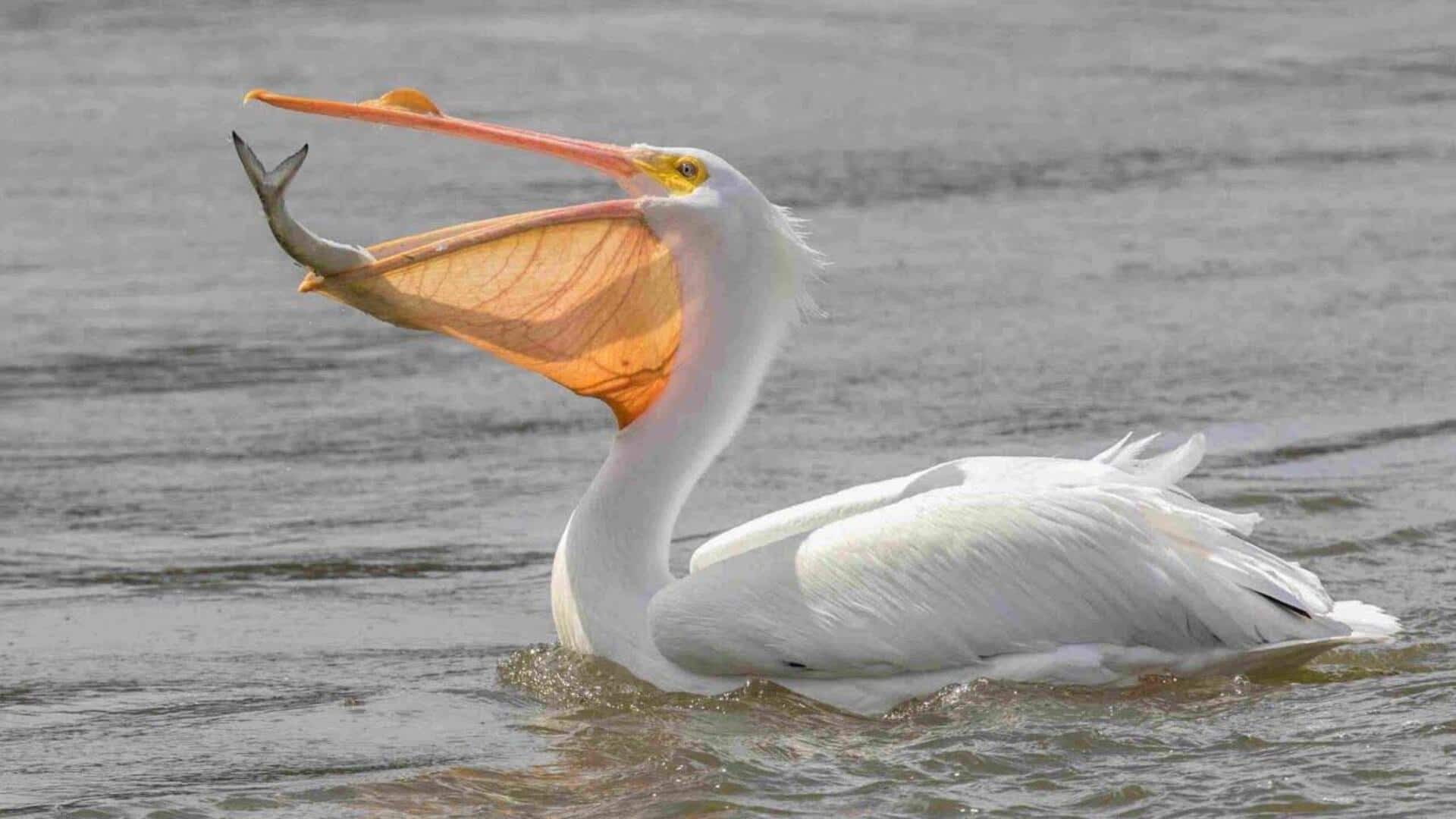 Mengungkap Teknik Berburu dari Burung Pelikan yang Menarik