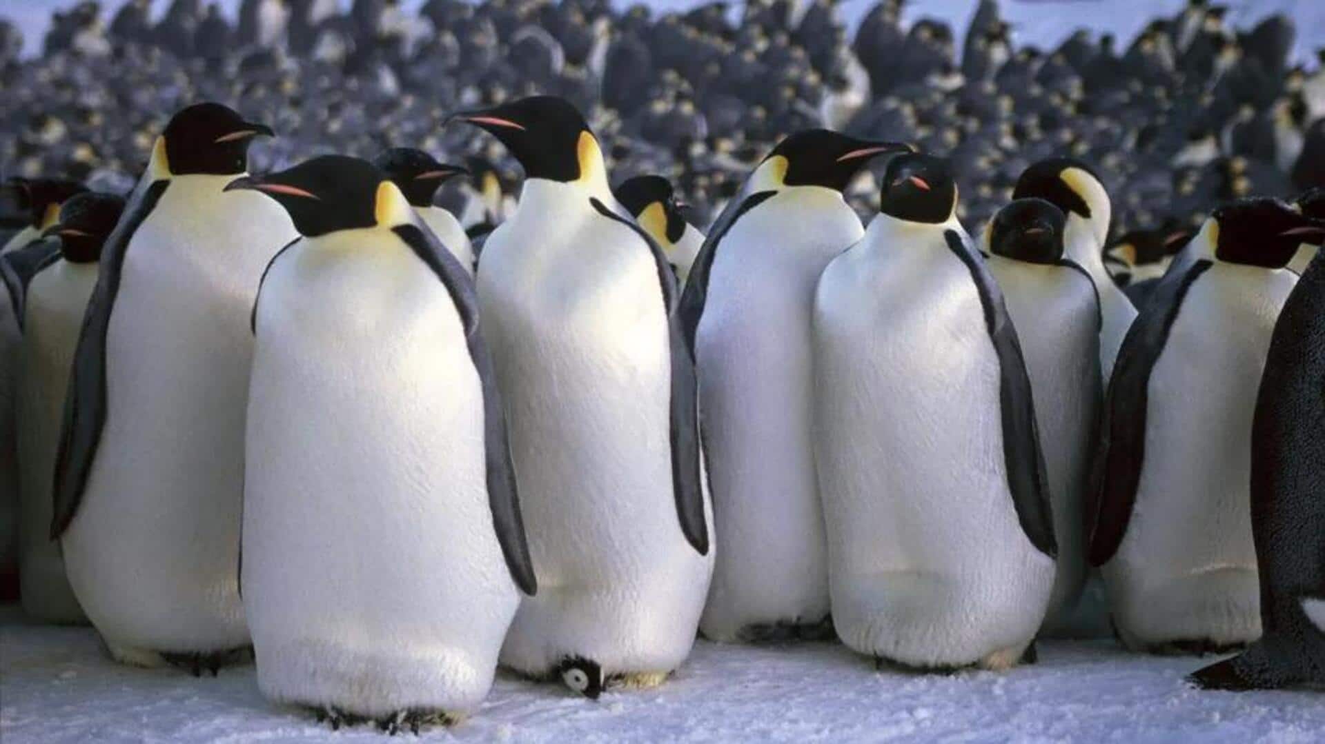 Adaptasi Unik Penguin di Lingkungan yang Dingin