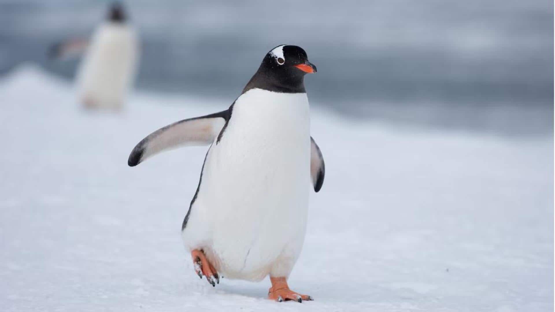 Mengungkap Rahasia Mekanika Berjalan dan Efisiensi Energi Penguin