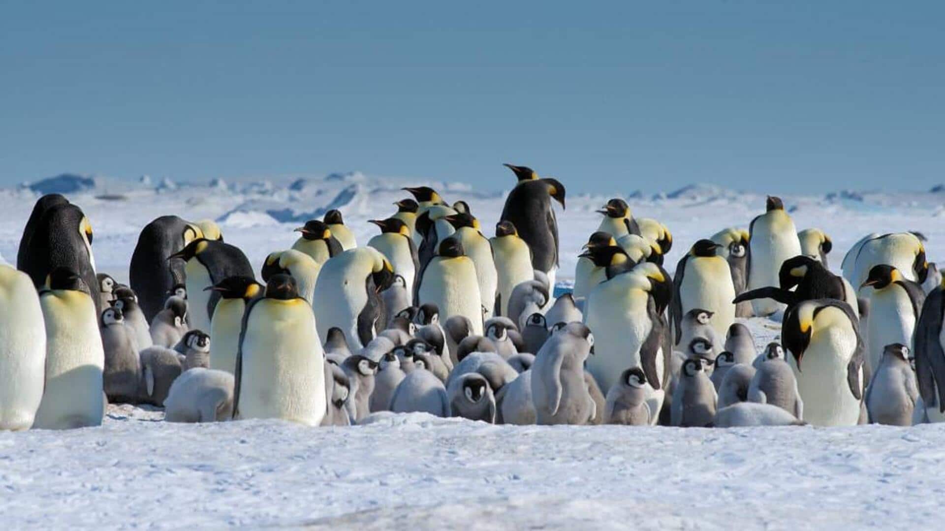 Koloni Penguin: Struktur Sosial yang Memengaruhi Taktik Bertahan Hidup