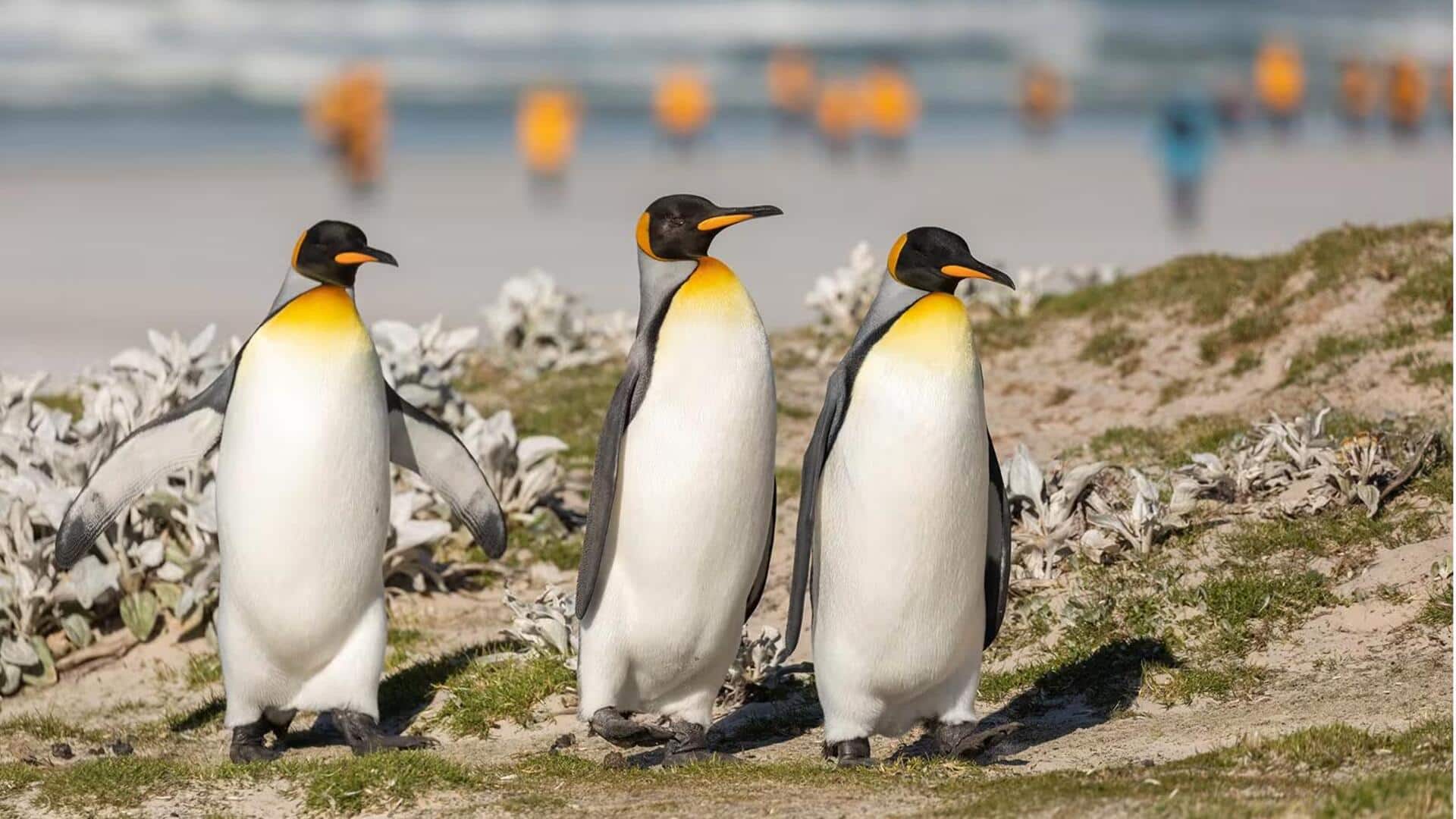 Mengungkap Perilaku Unik Penguin yang Jarang Diketahui Mengungkap Perilaku Unik Penguin yang Jarang Diketahui