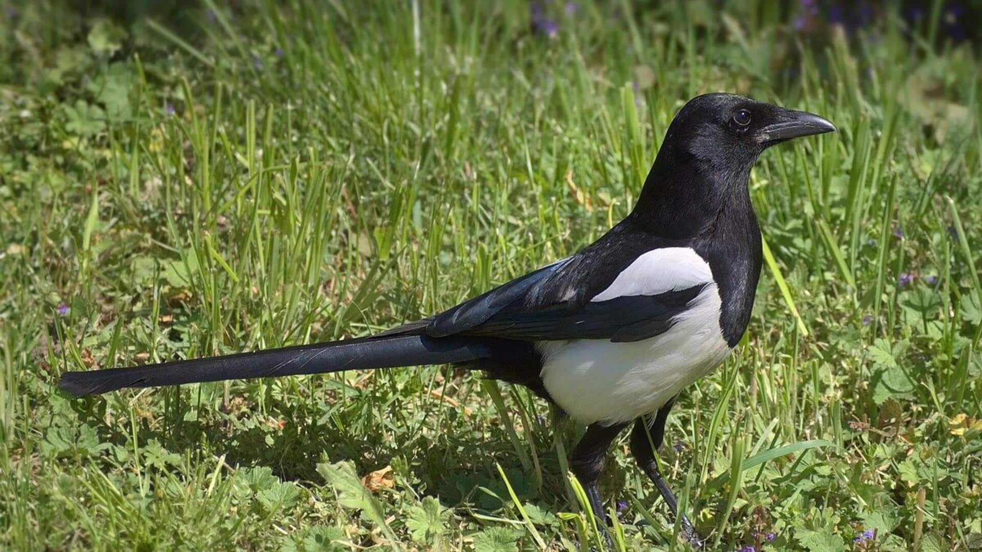 Rahasia di Balik Bulu Hitam Putih Burung Murai
