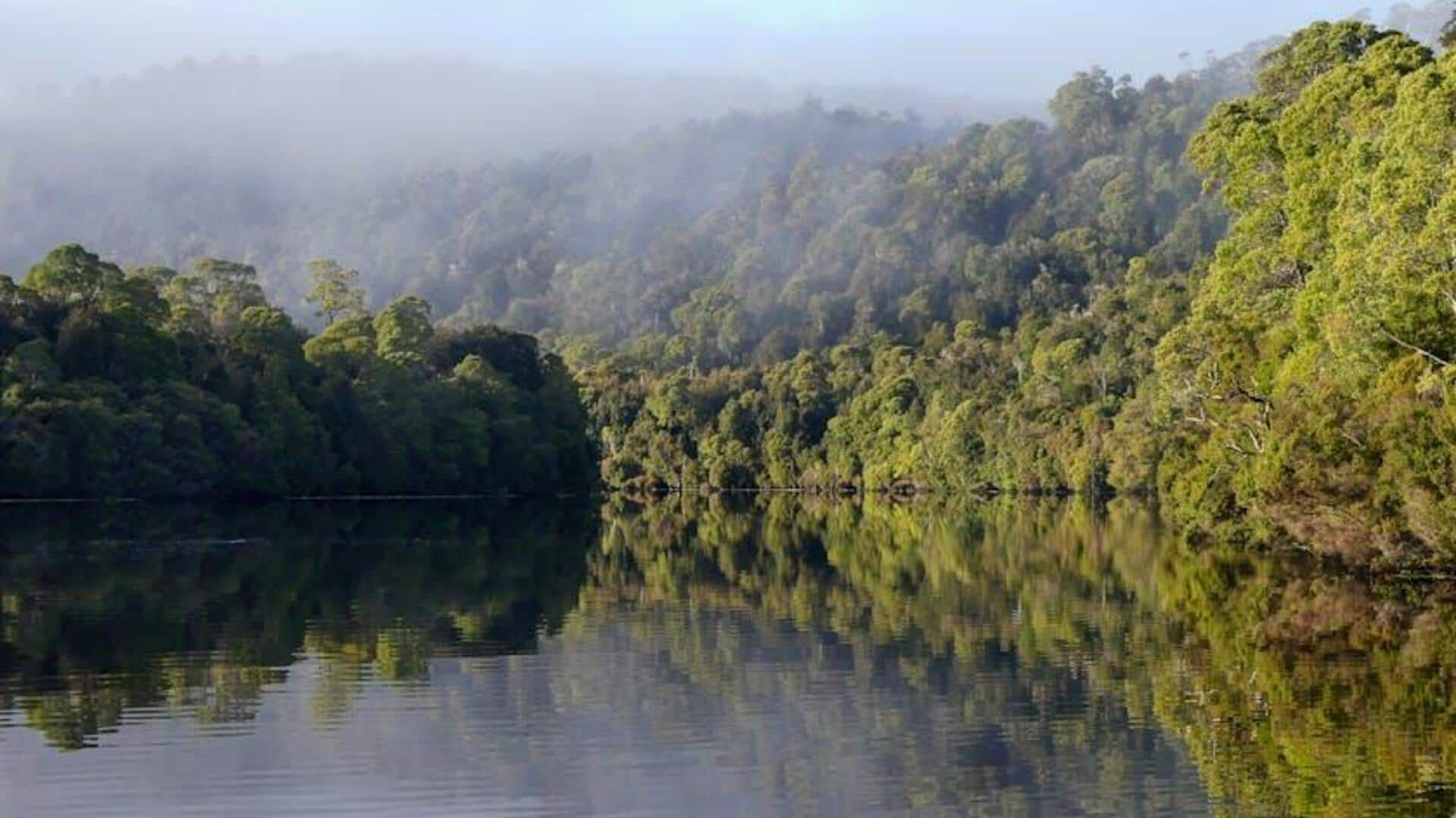 Jelajahi Hutan Hujan Tasmania yang Tak Tersentuh