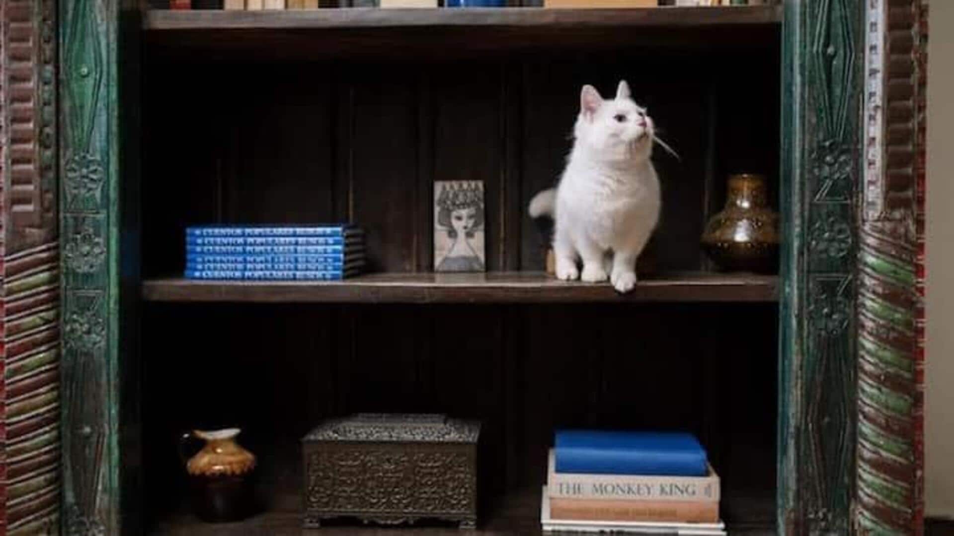 Sederet Judul Buku Yang Pasti Disukai Pecinta Kucing