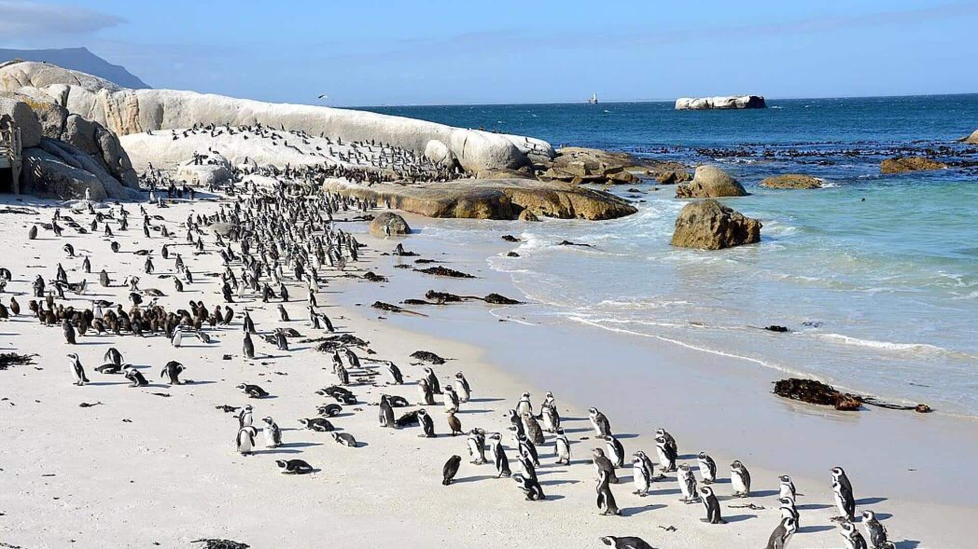 Tempat Menarik untuk Melihat Penguin di Cape Town Tempat Menarik untuk Melihat Penguin di Cape Town
