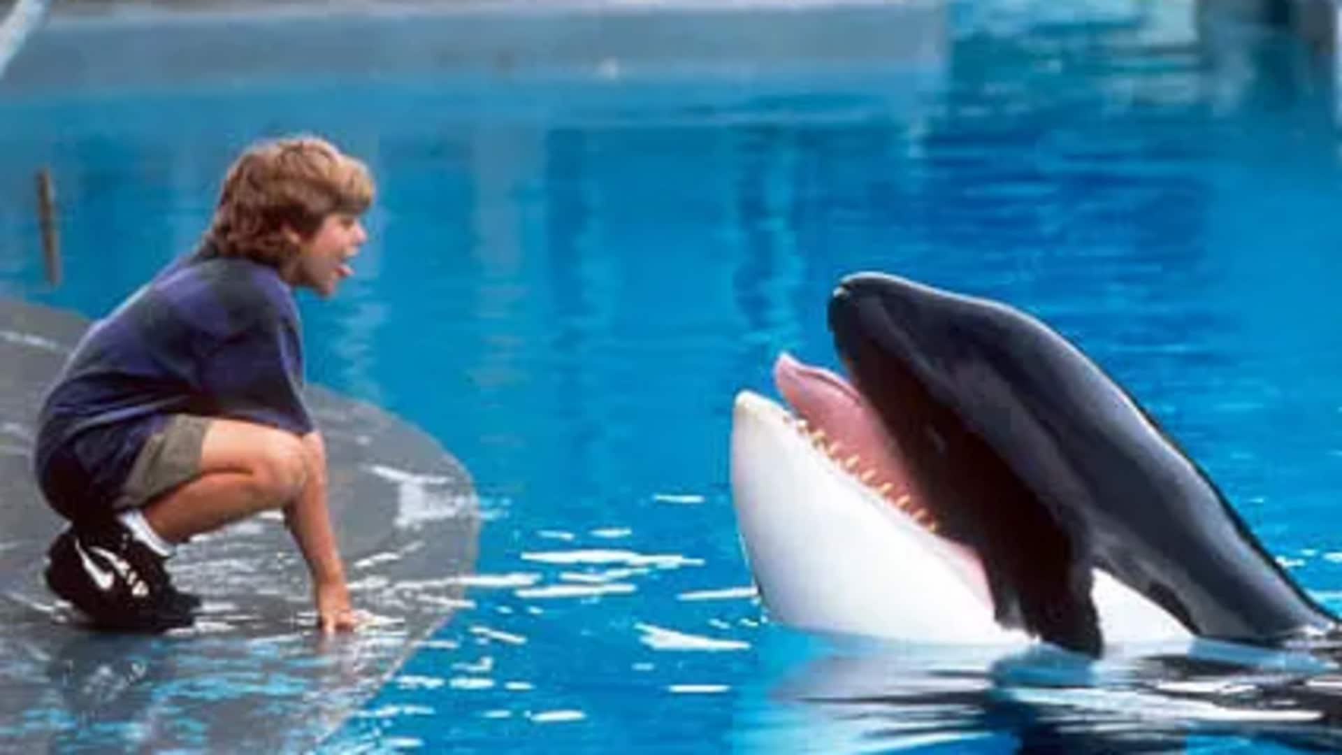 Peran menarik hewan dalam film Hollywood