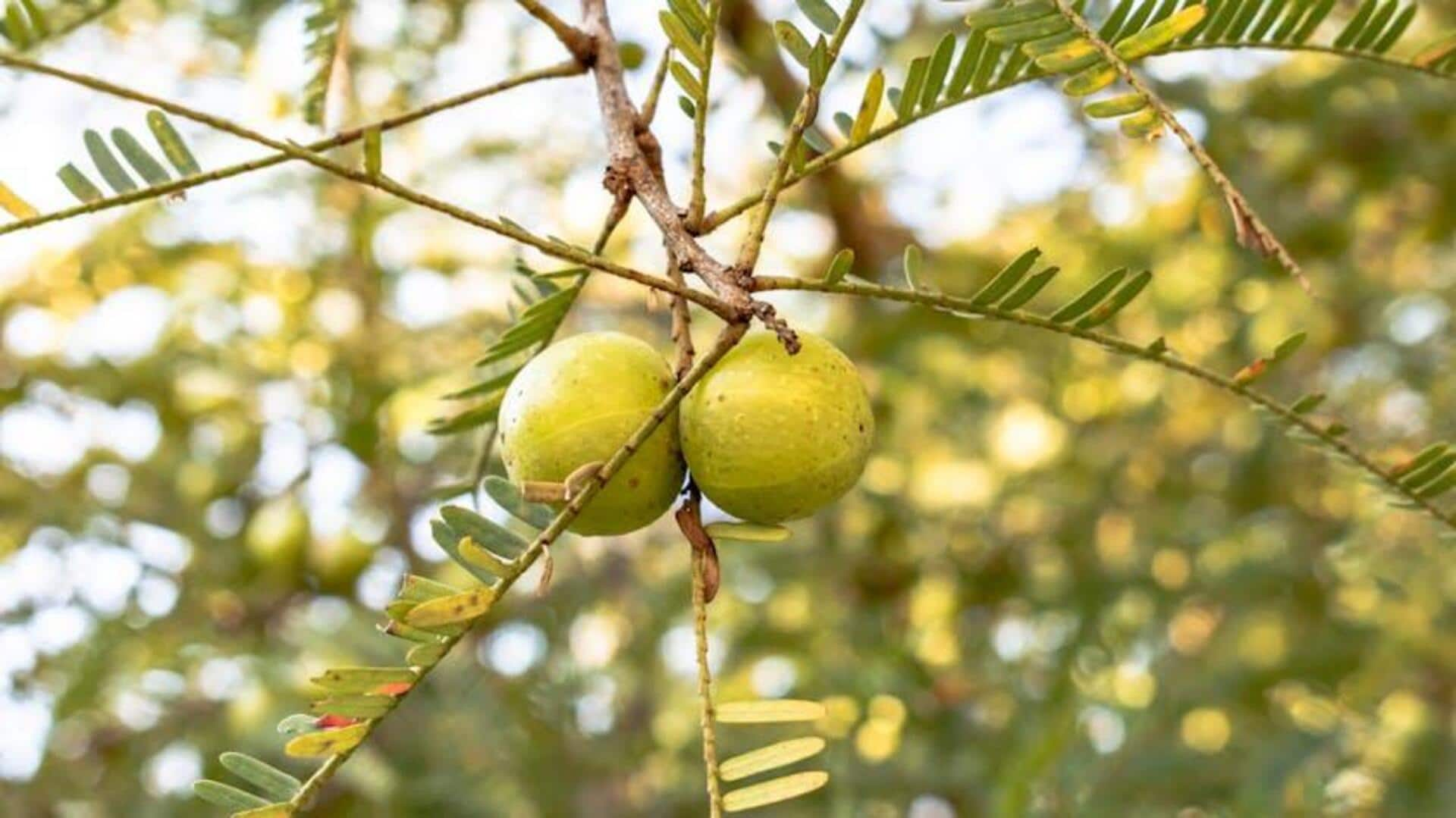 Manfaat Perawatan Rambut dengan Vitamin C dari Buah Amla