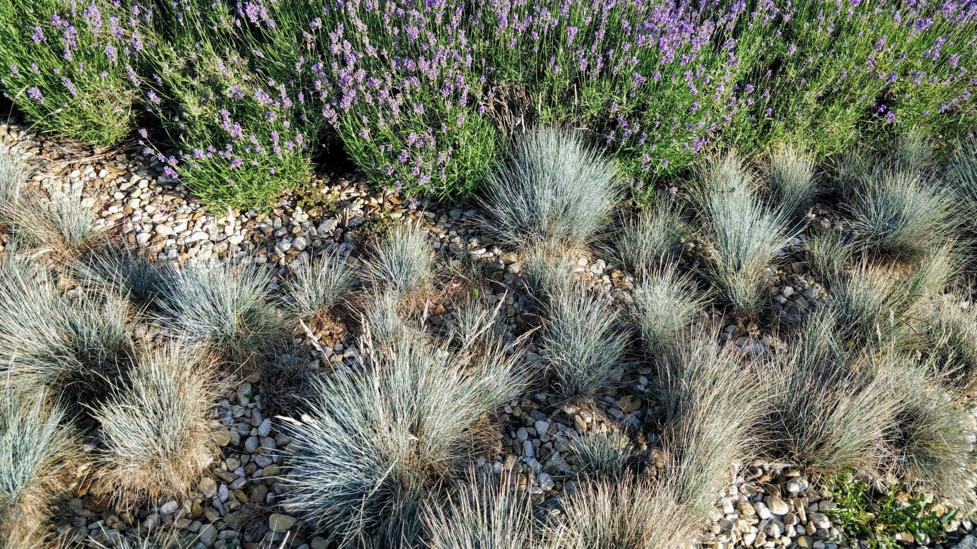 Lima Rumput Hias Tahan Kekeringan untuk Taman Indonesia