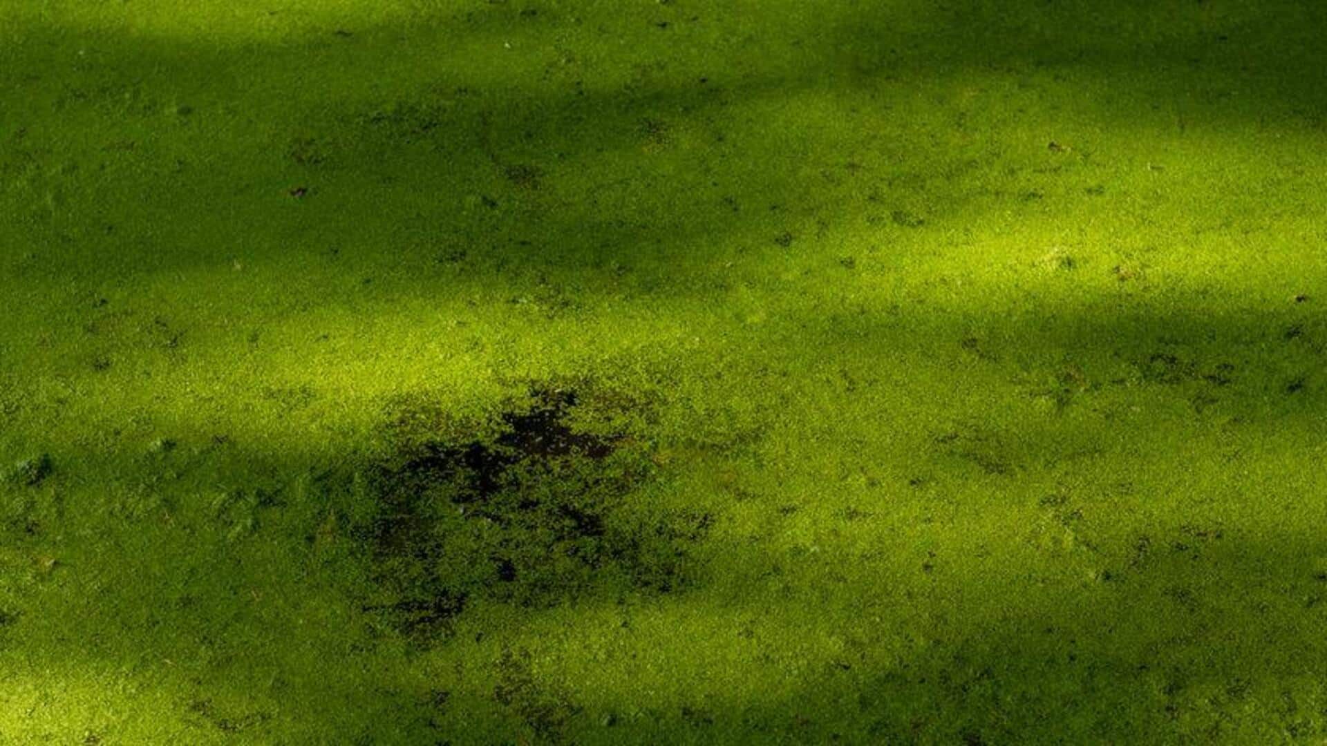 Peran Mengejutkan Alga dalam Energi Masa Depan