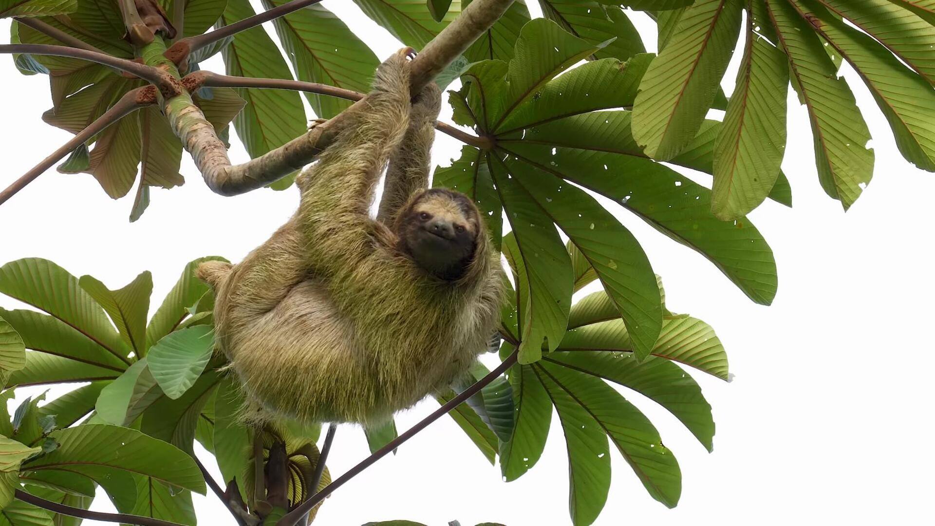 Mengungkap Komunikasi Halus dari Kukang