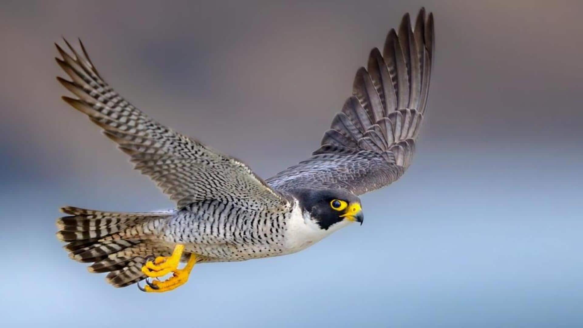 Lima Perilaku Burung Falcon yang Jarang Terlihat di Alam Liar