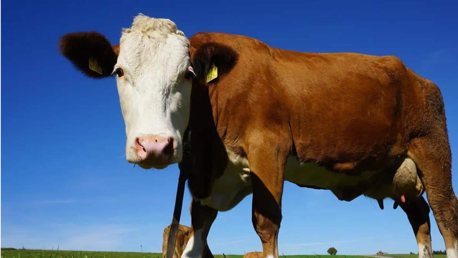 Fakta Menarik tentang Penglihatan Sapi Fakta Menarik tentang Penglihatan Sapi