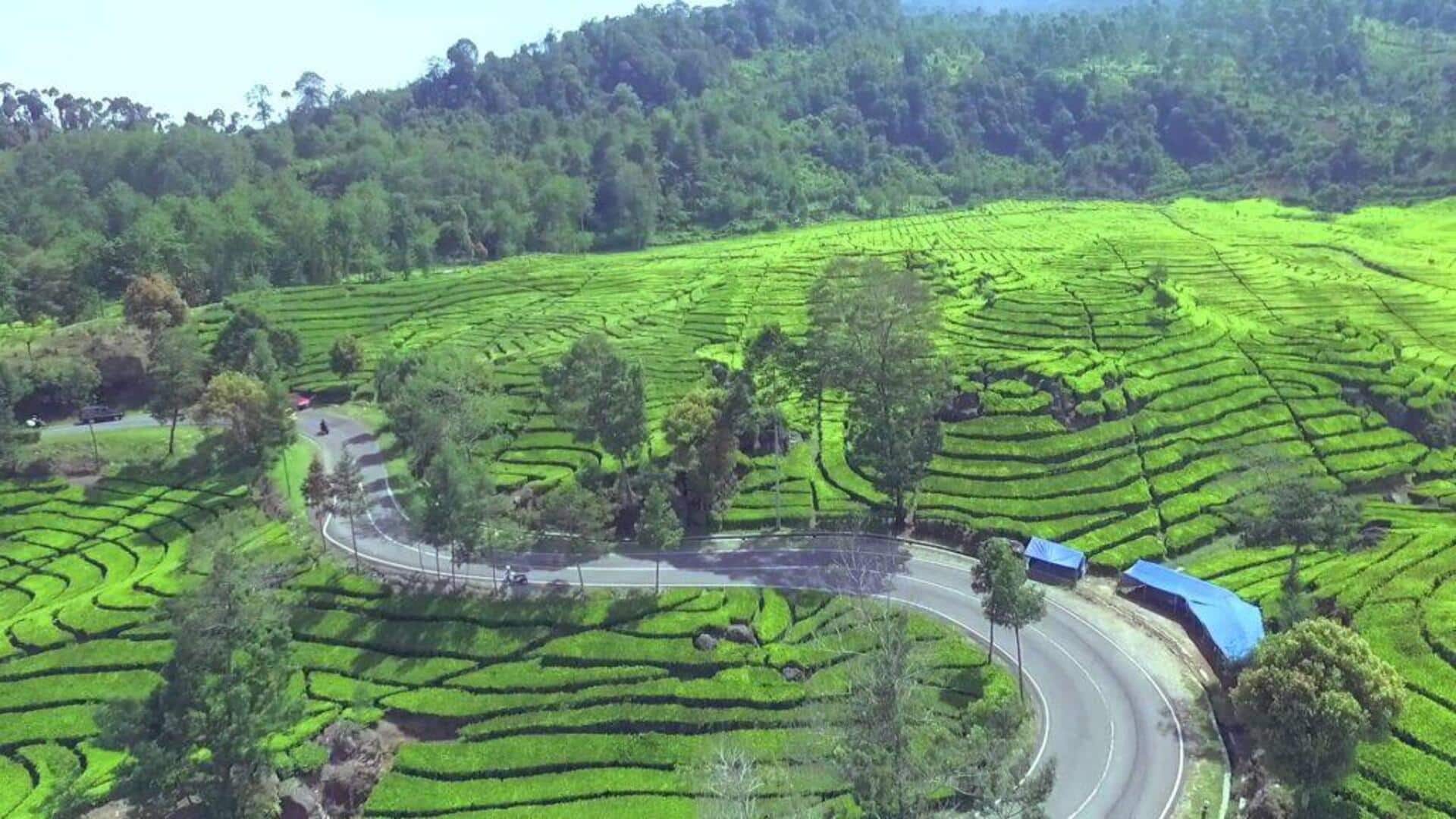 Menikmati Perjalanan Santai Menjelajahi Kebun Teh di Pulau Jawa