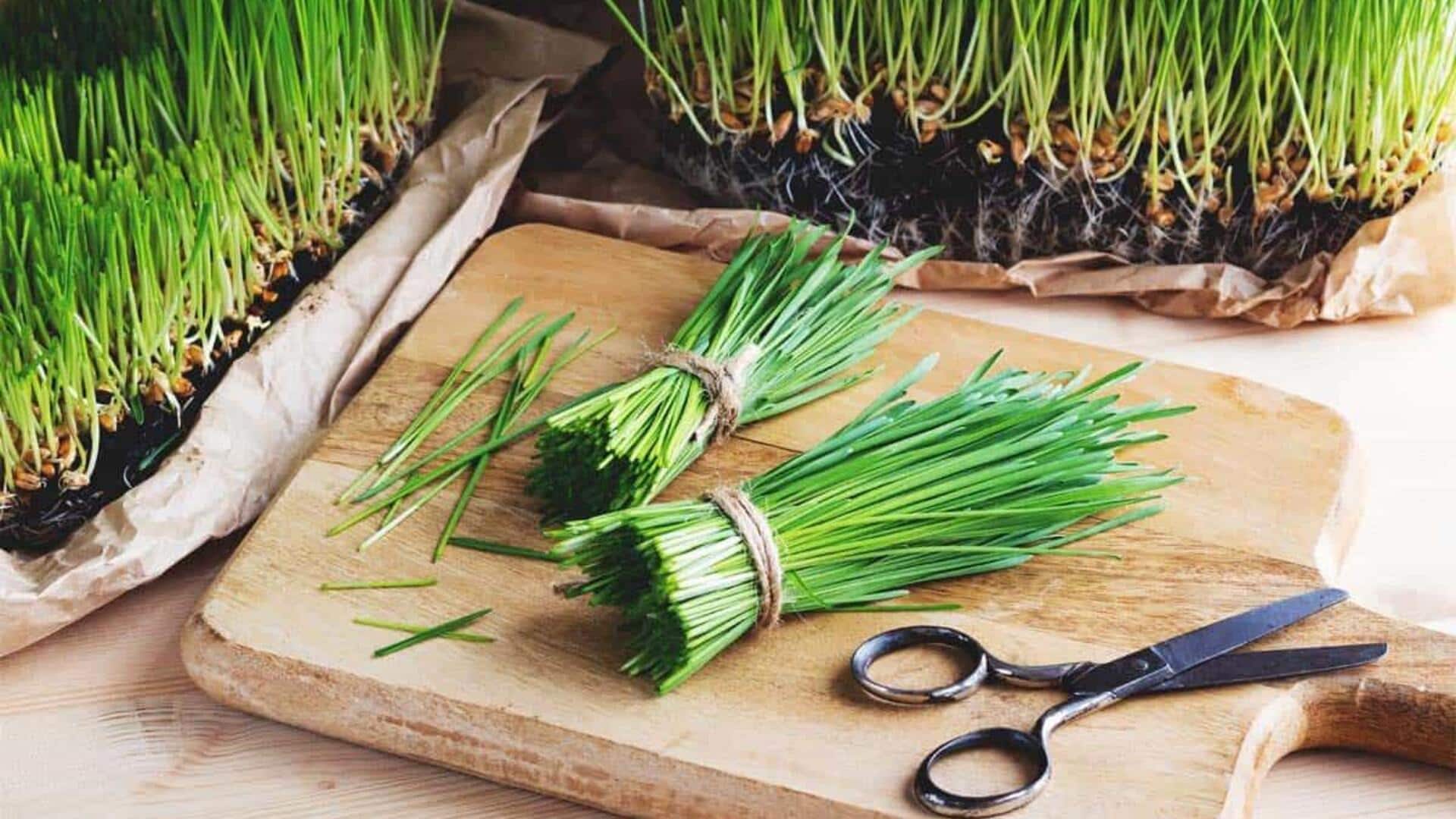 Keistimewaan Rumput Gandum dalam Beragam Hidangan Tradisional