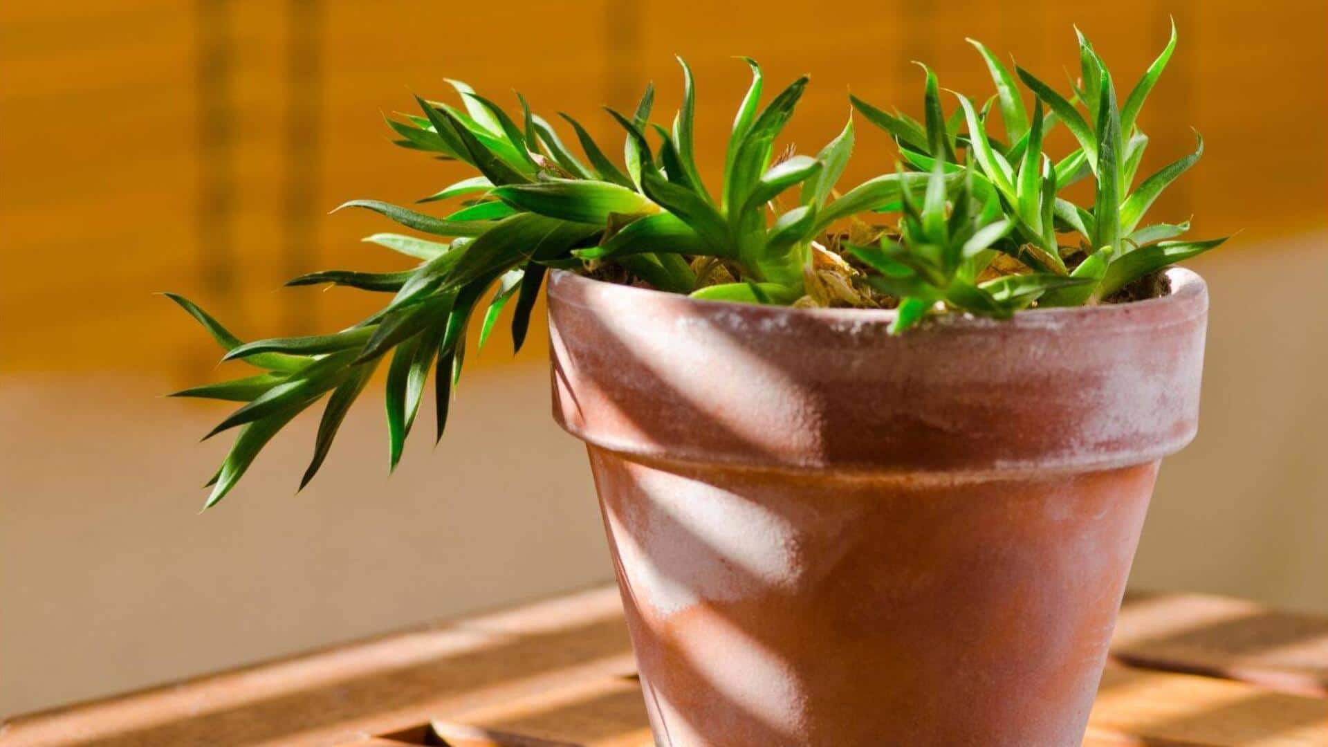 Lima Cara Mengejutkan Tumbuhan dalam Memanfaatkan Gravitasi