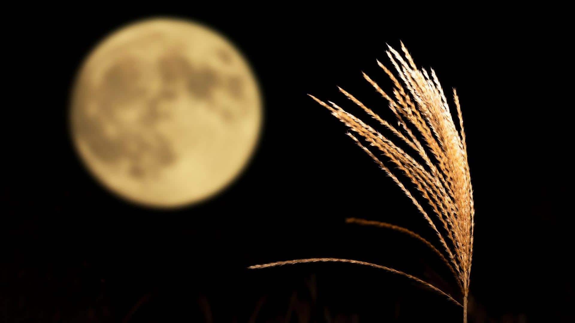 Hubungan Mengejutkan antara Astronomi dan Pertumbuhan Tanaman